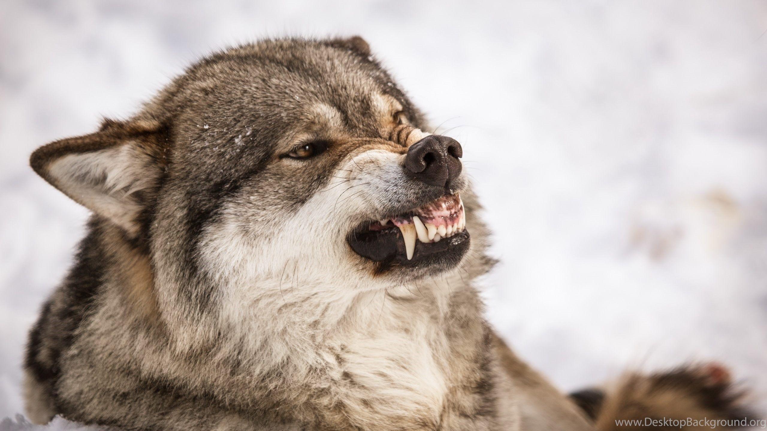 2560x1440 Angry Wolf Wallpaper HD For Desktop Of Grey Wolf Face Desktop