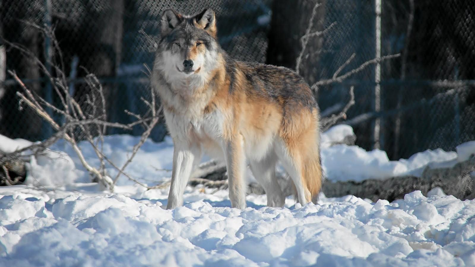 1600x900 Grey wolf pics wallpaper