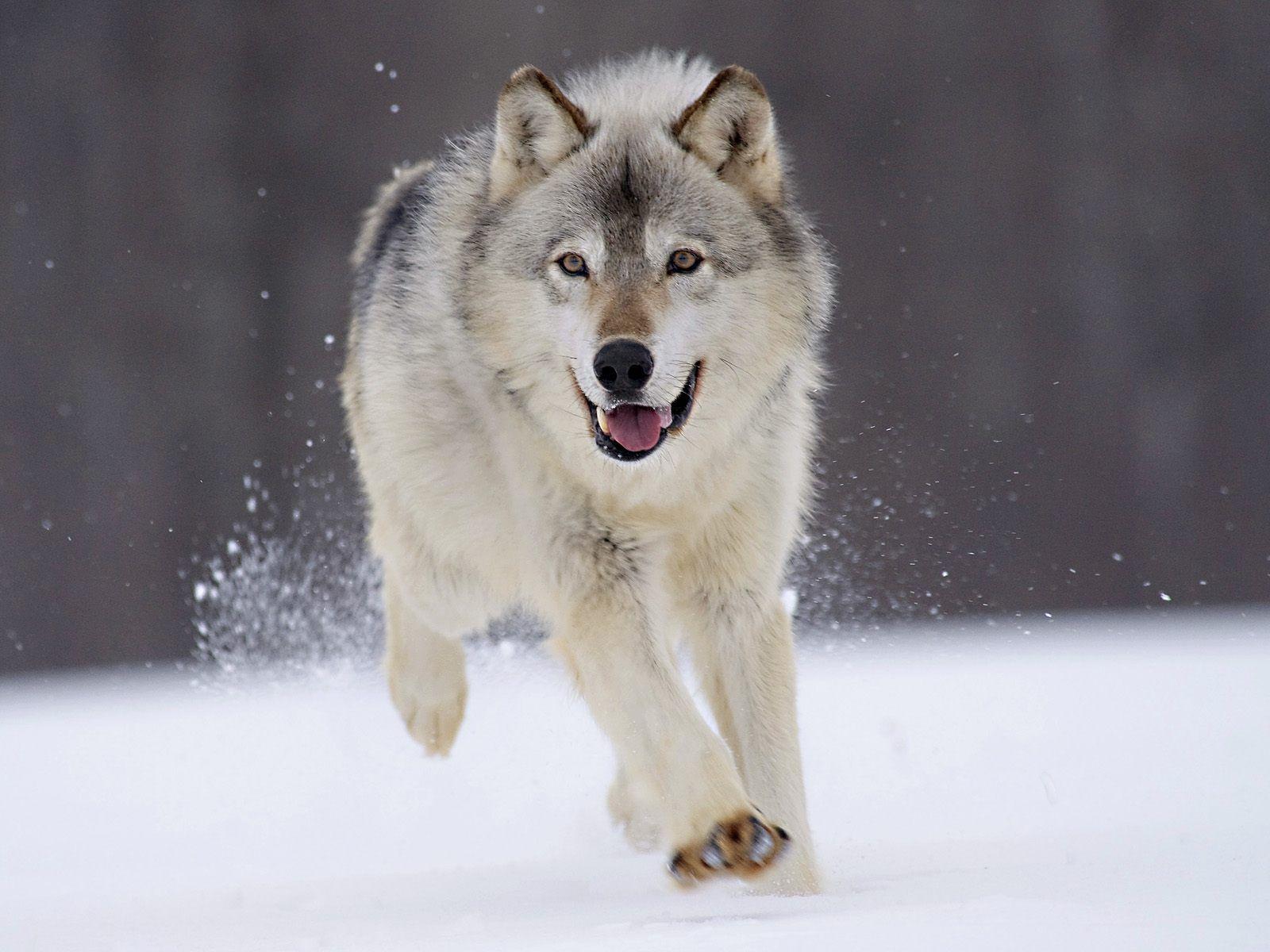 1600x1200 nature, winter, snow, animals, running, grey wolf, wolves