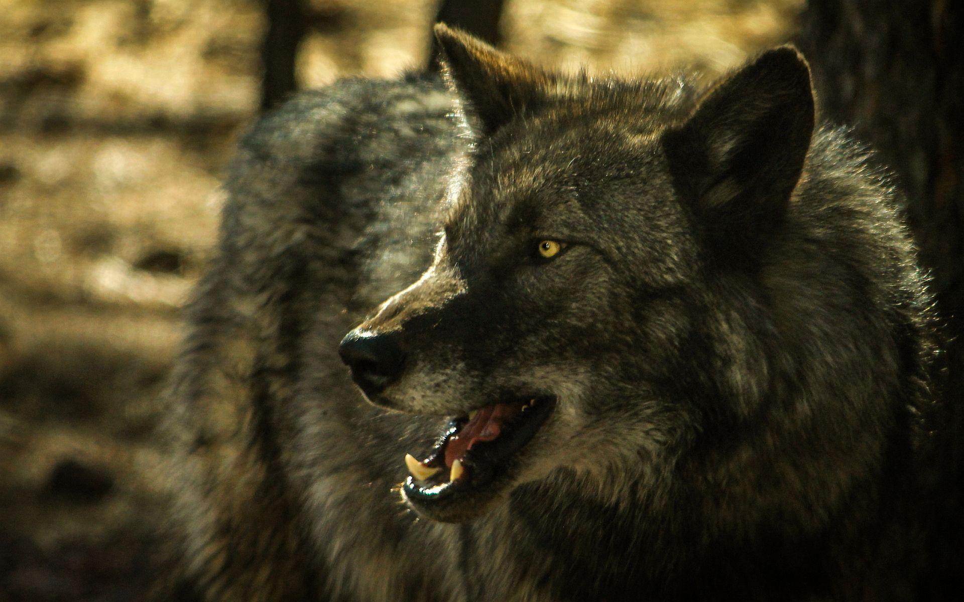 Gray Wolf HD Wallpapers Top Free Gray Wolf HD Backgrounds