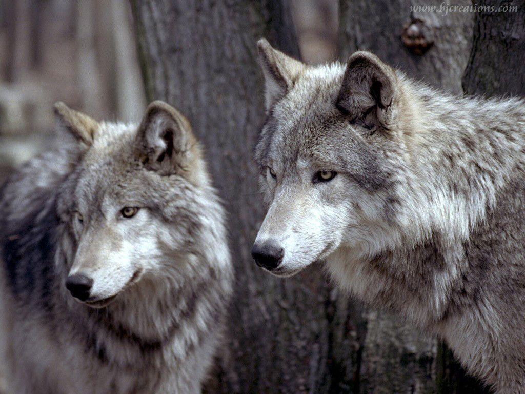 1024x768 Wolves Wallpaper. Beautiful Wolves