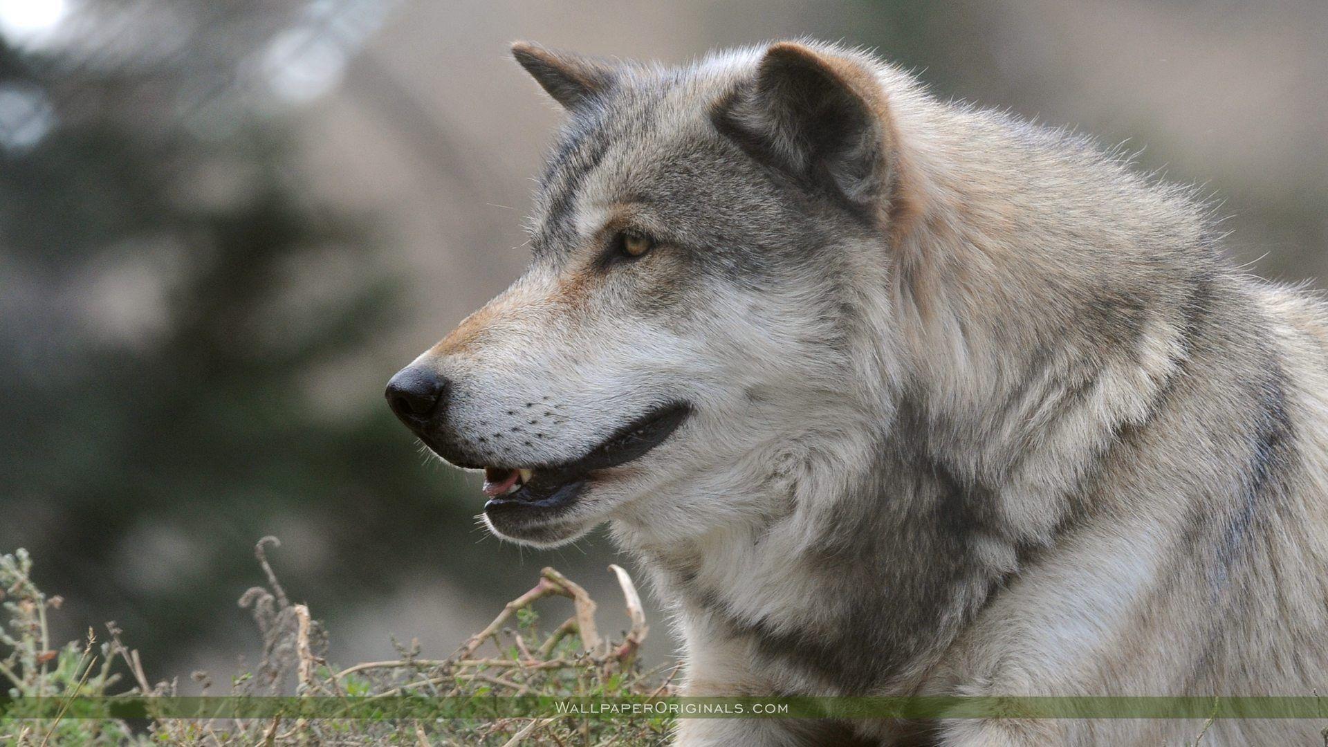 1920x1080 Gray Wolf Wallpaper