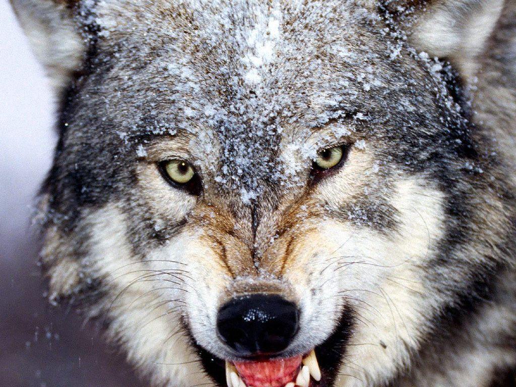 1024x768 Gray Wolf Wallpaper