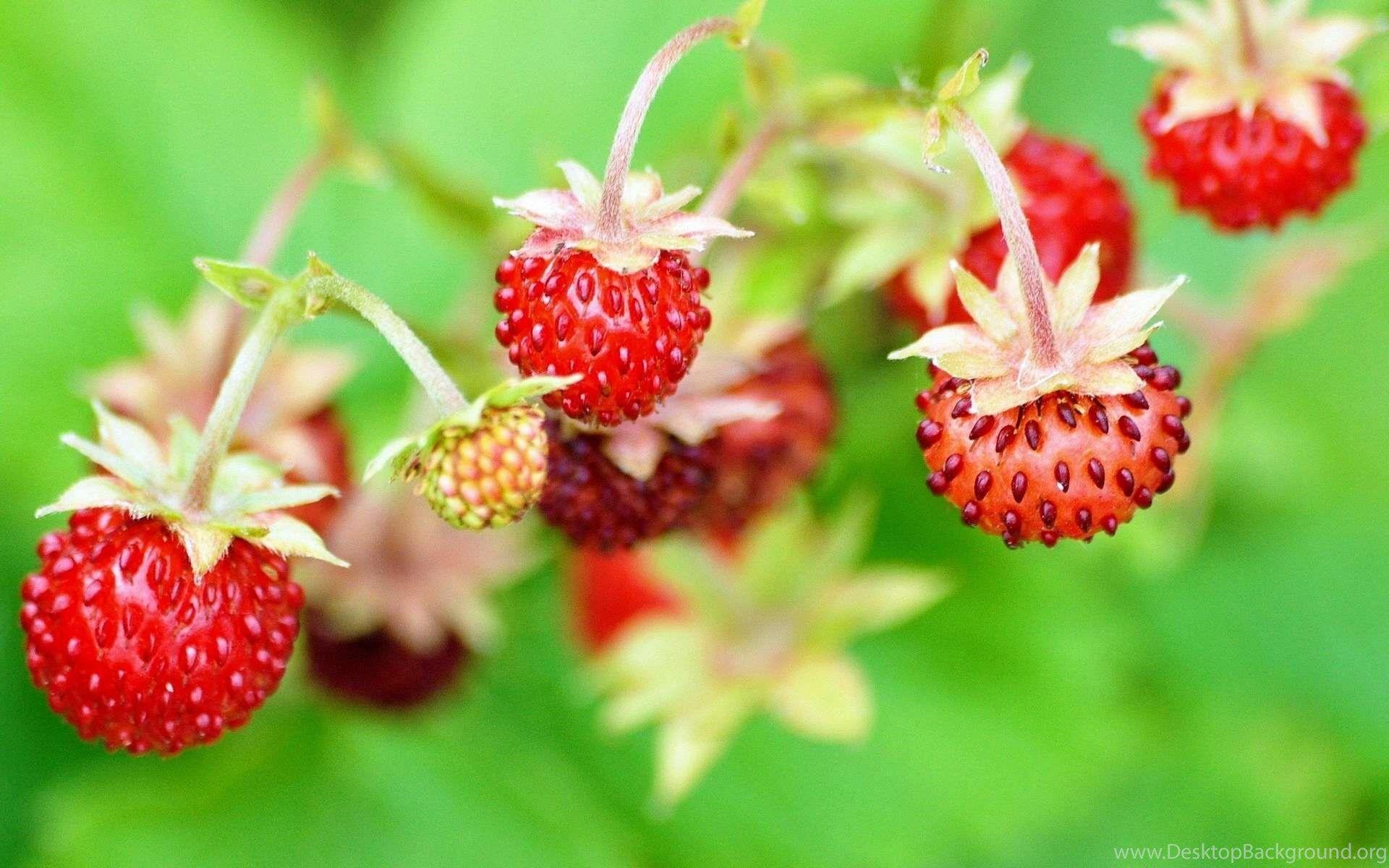 1920x1200 Cute Strawberry Wallpaper Desktop Background