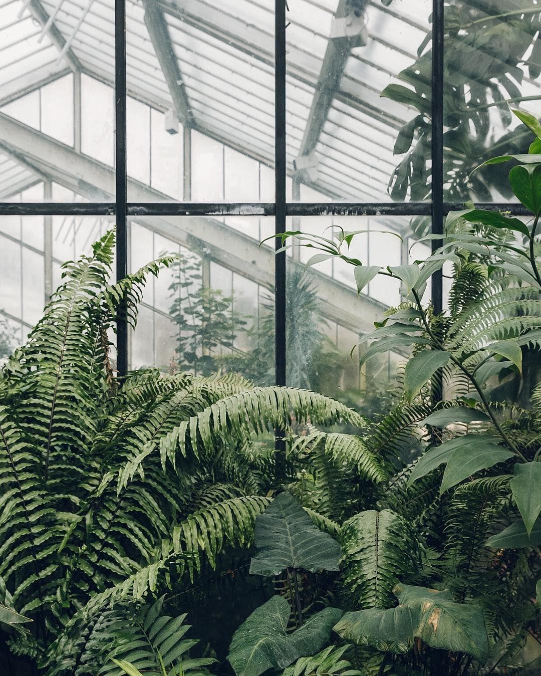 1080x1349 Plant Aesthetic, iPhone, Desktop HD Background