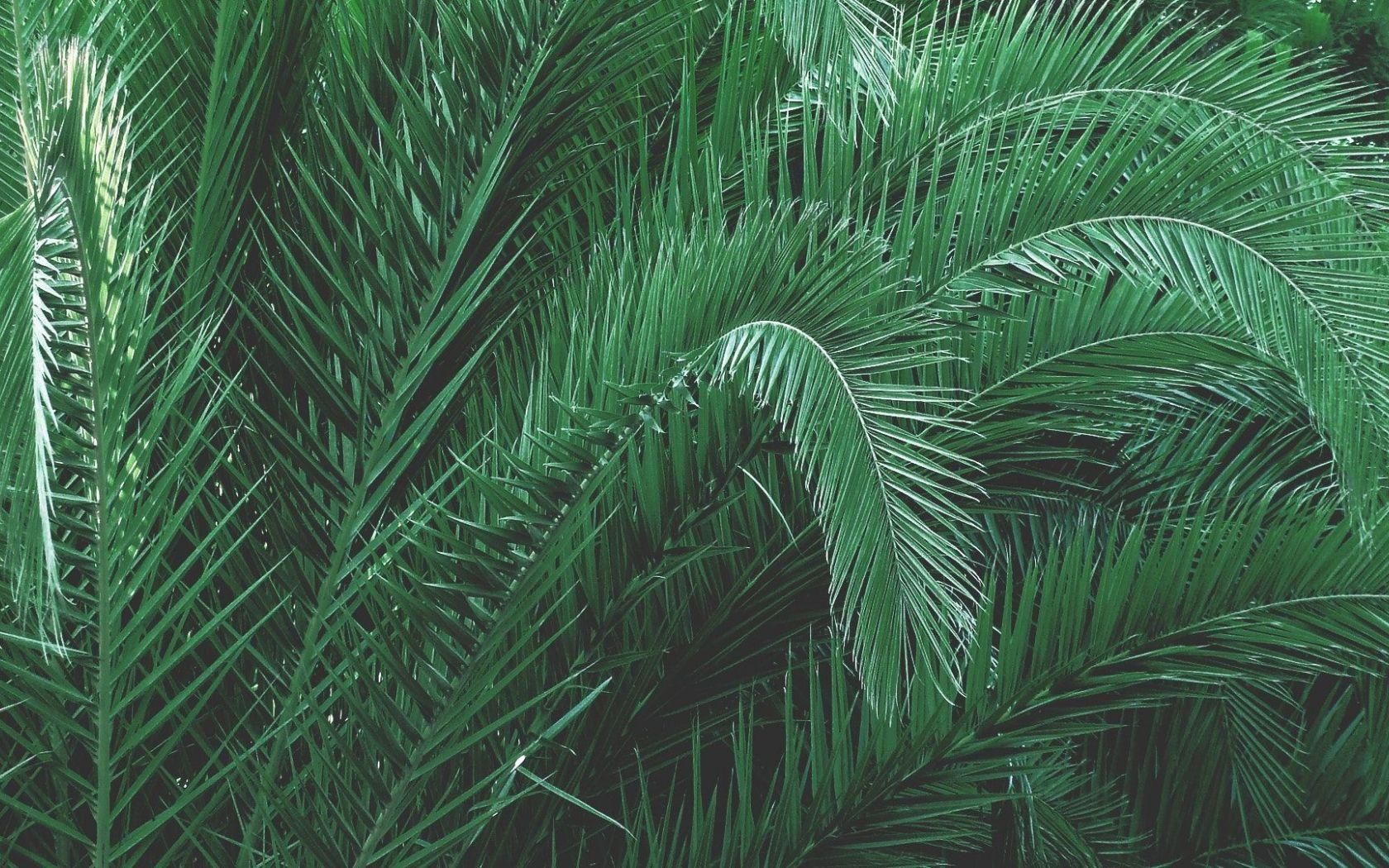1680x1050 Free download Plants Aesthetic PC Wallpaper Top Plants Aesthetic PC [1920x1080] for your Desktop, Mobile & Tablet. Explore Aesthetic Green PC Wallpaper. Aesthetic Green PC Wallpaper, Wallpaper Aesthetic Green, Aesthetic Wallpaper