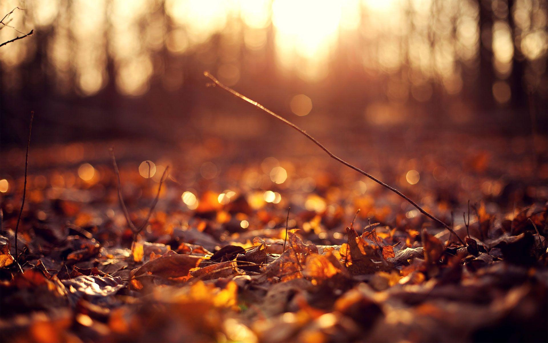 1920x1200 Autumn Wallpaper Examples for Your Desktop Background