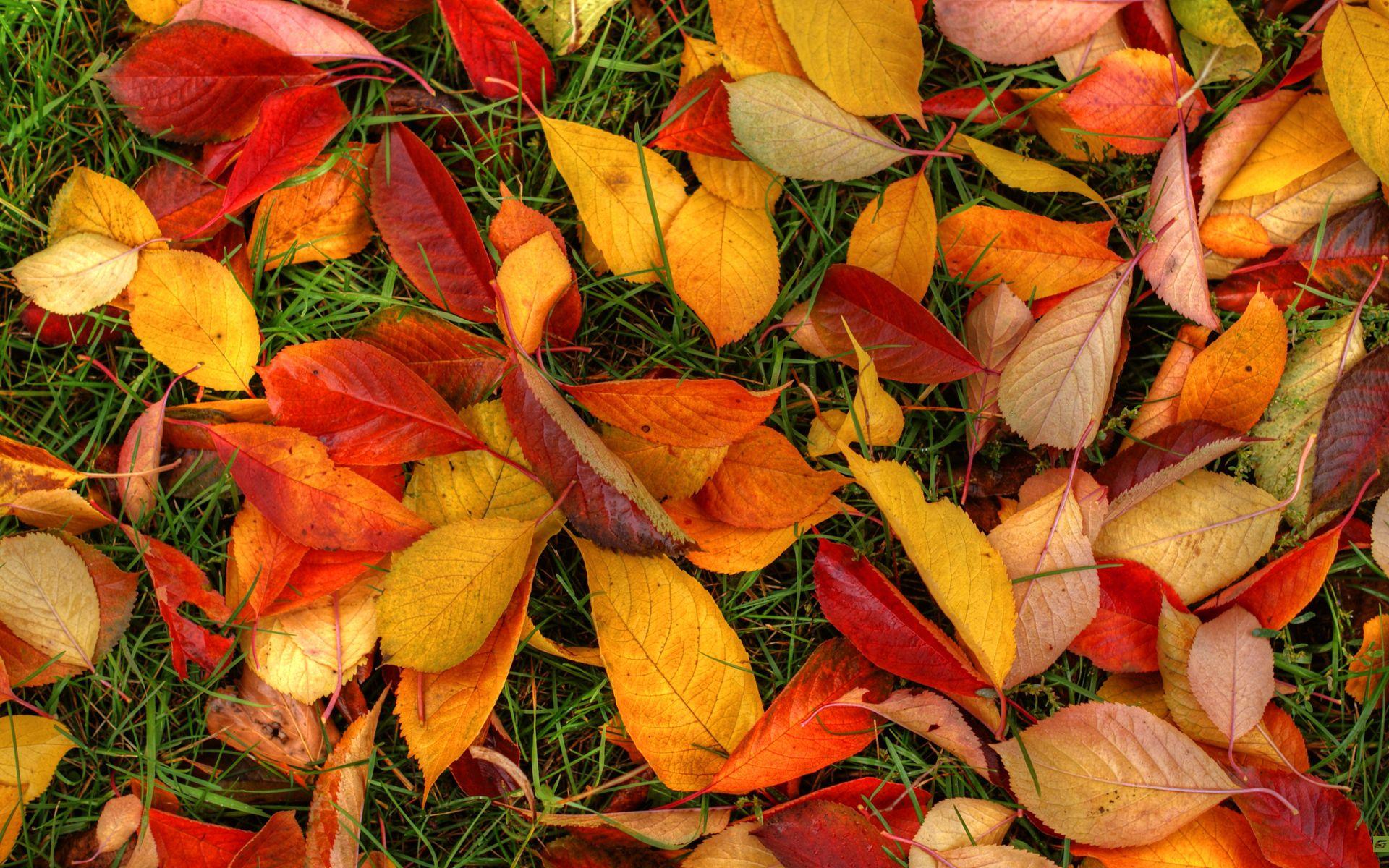 1920x1200 Autumn Leaves Wallpaper