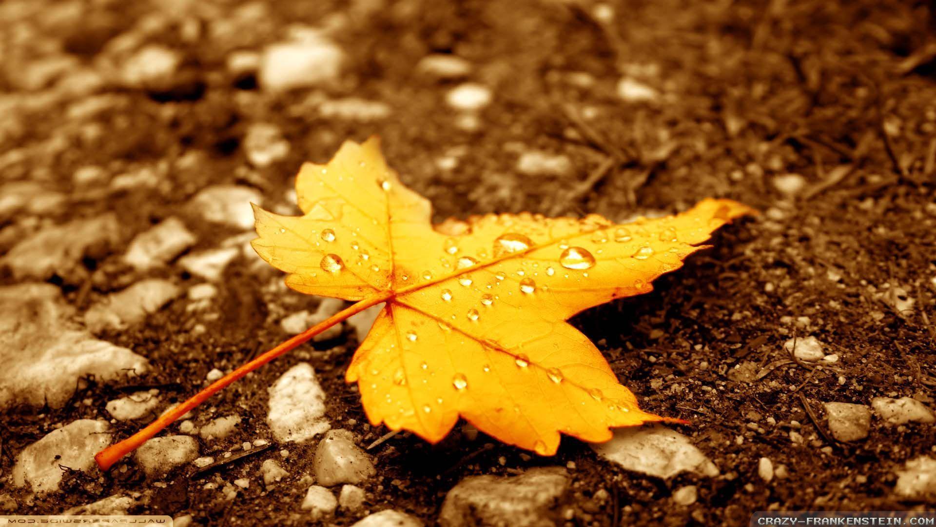 1920x1080 Autumn Leaves Wallpaper, Top Ranked Autumn Leaves Wallpaper