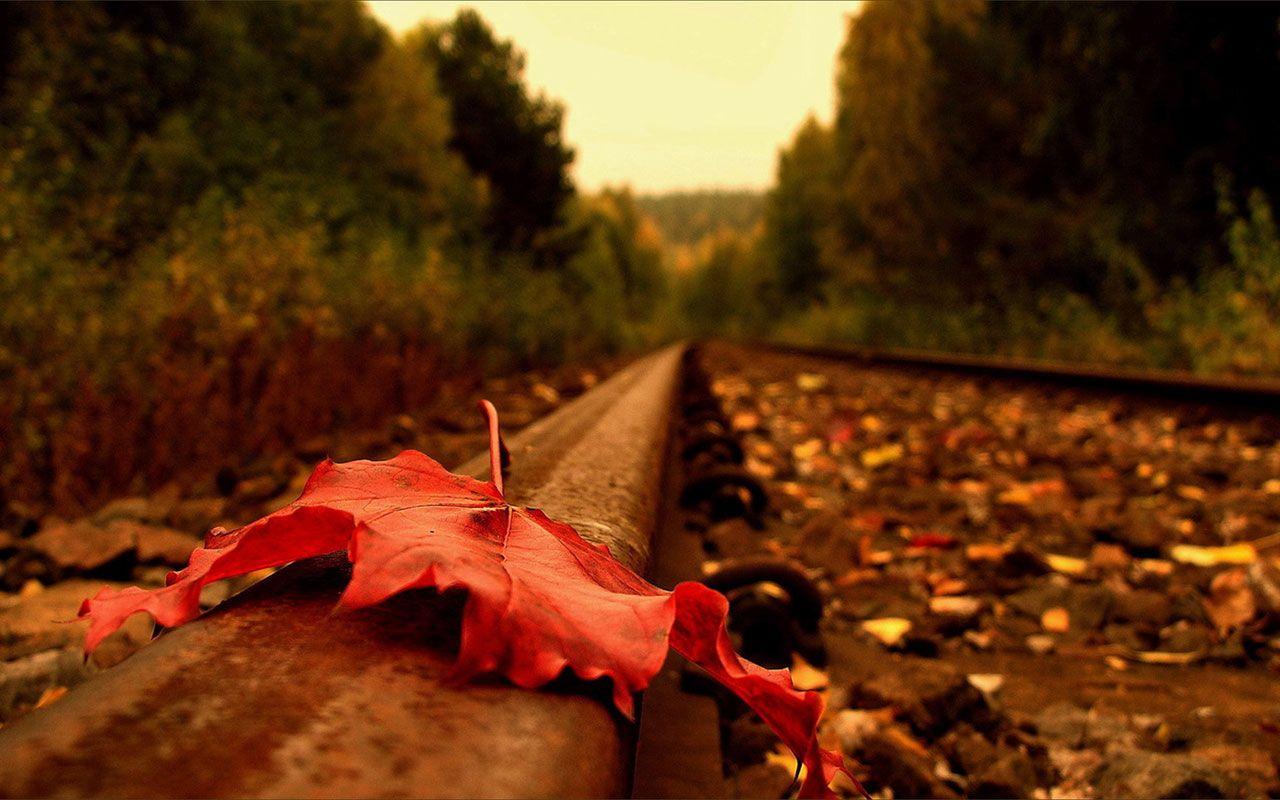 1280x800 Autumn Leaves Photography