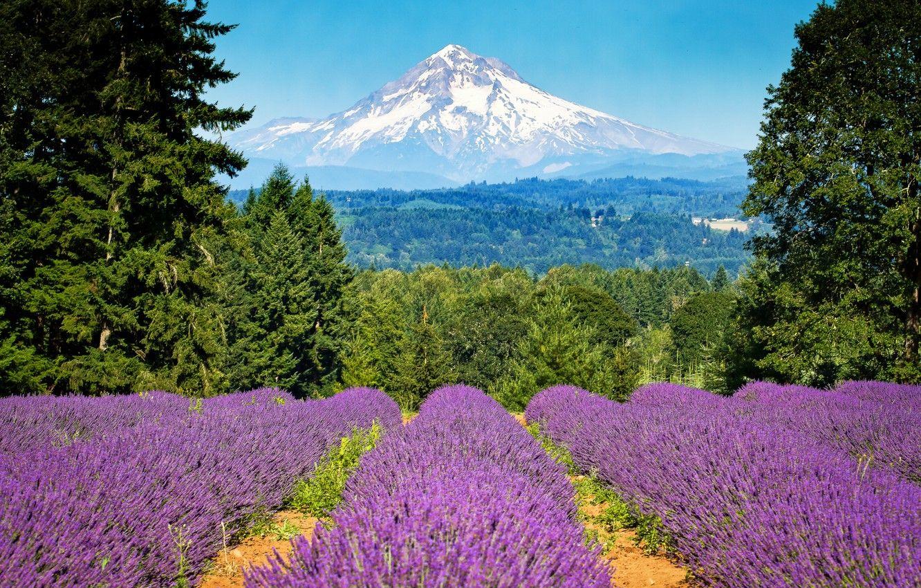 1332x850 Wallpaper field, trees, mountain, Oregon, Portland, Oregon