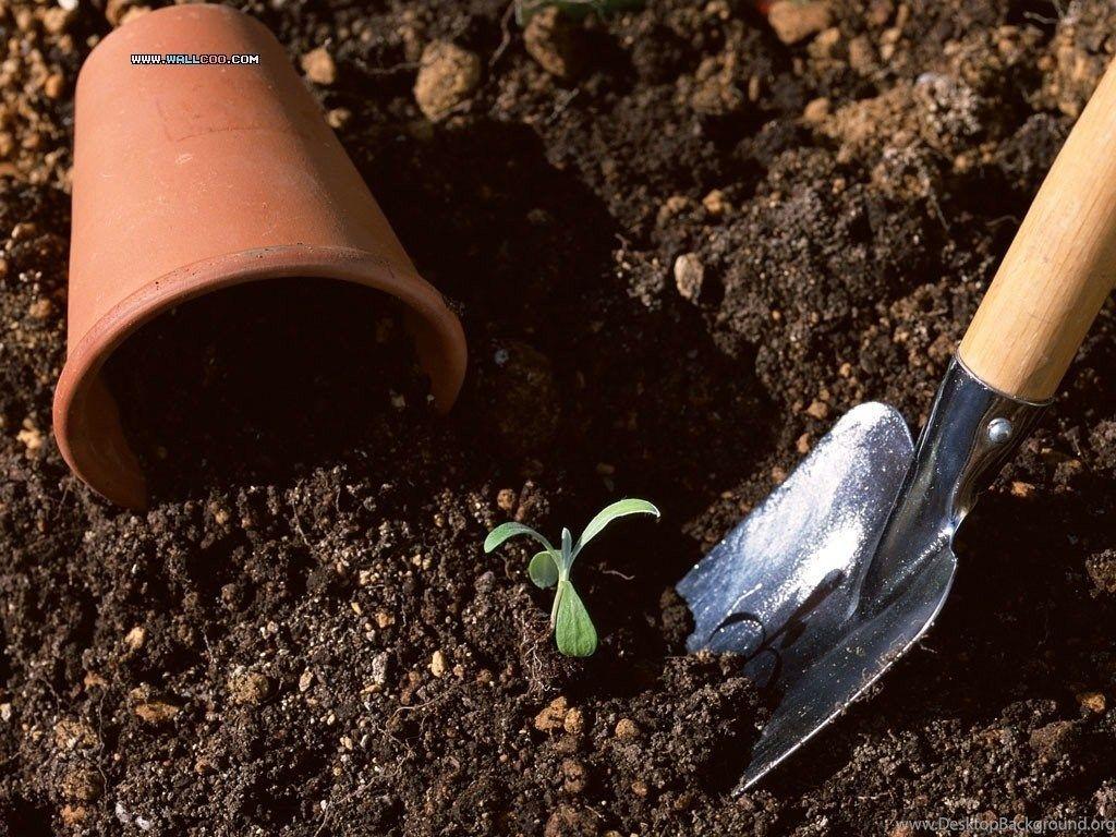 1024x768 Family Garden Backyard Gardening Wallpaper 1024x768 NO.16