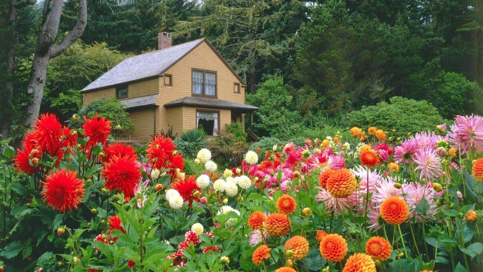 Hình ảnh HD 1600x900 Garden Tải xuống miễn phí Hình nền vườn hoa miễn phí vào năm 2020. Vườn Dahlias, Thiết kế sân vườn, Khu vườn hiện đại
