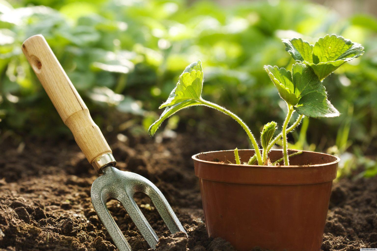 1536x1024 Gardening Wallpaper, Gardening Coffee