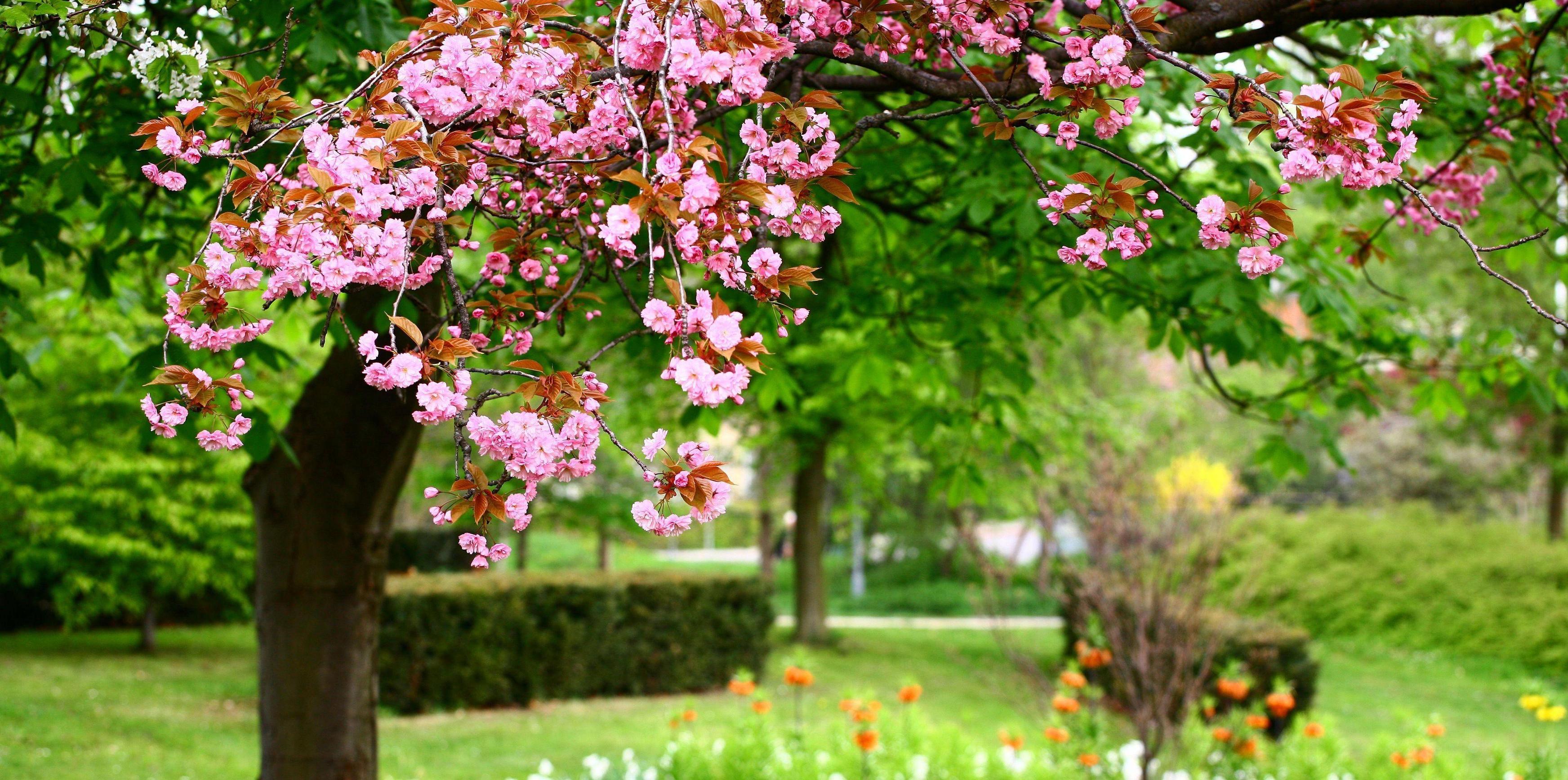 4360x2170 Spring Garden Wallpaper Desktop (4360x 4479.26 Kb)