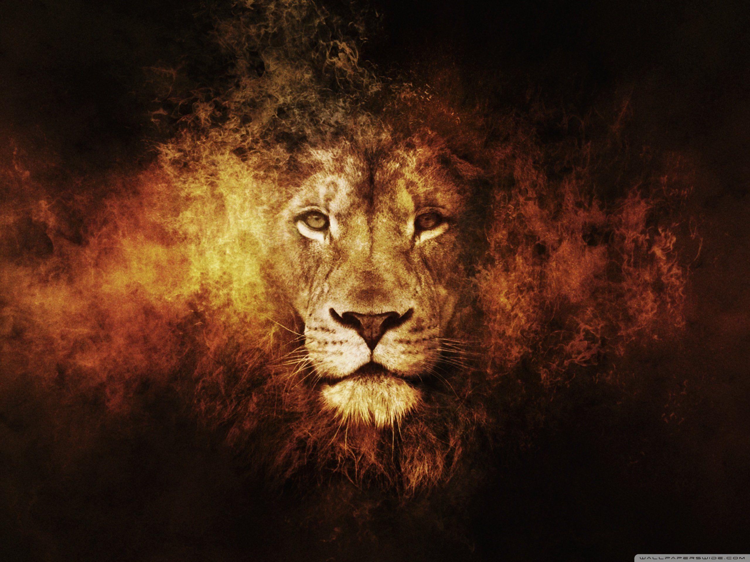 2560x1920 lion, 13 wallpaper 2560x1920 Wallpaper HD / Desktop and Mobile