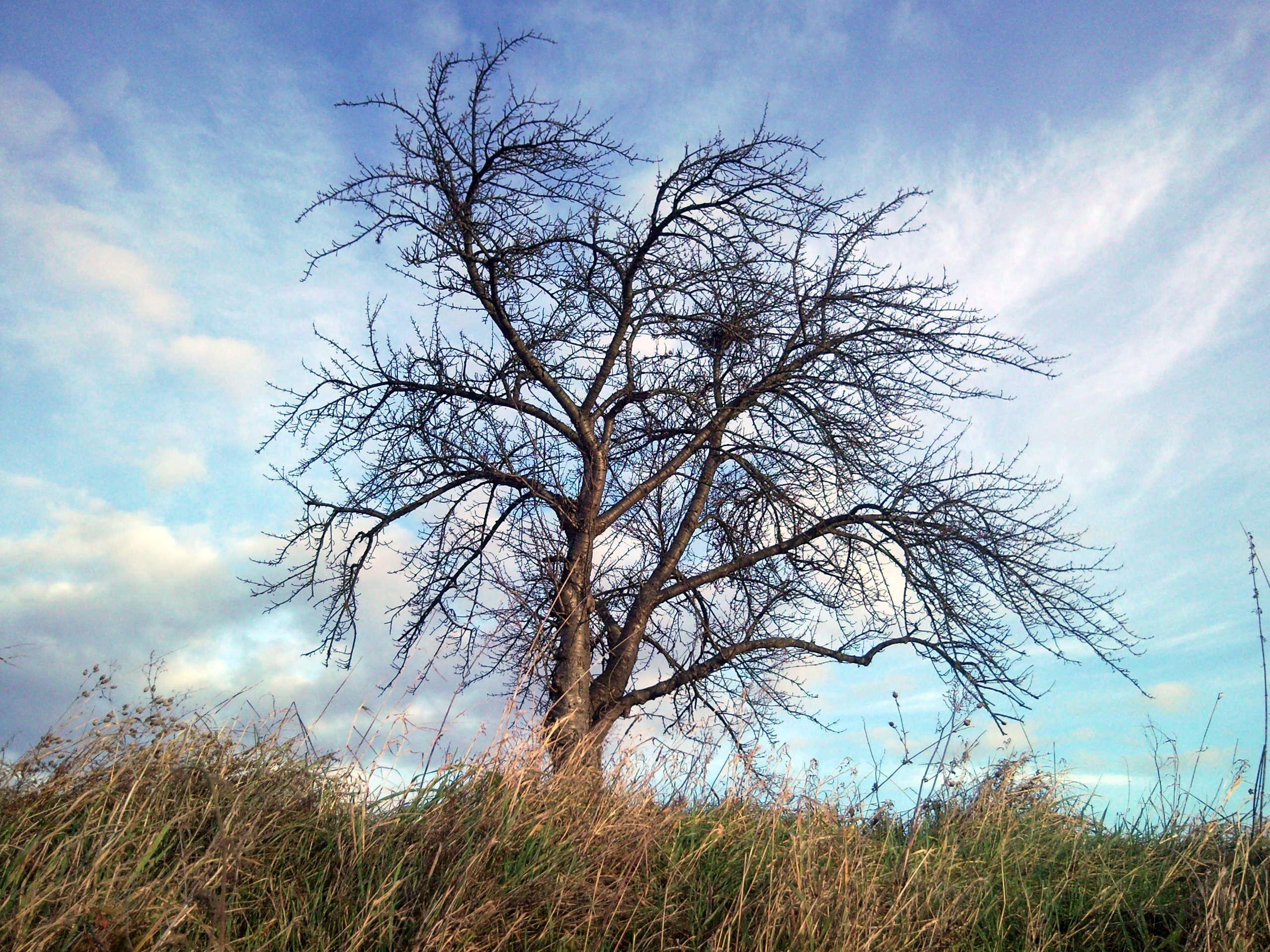 2560x1920 Download wallpaper 2560x1920 tree, autumn, wind, grass, sky HD
