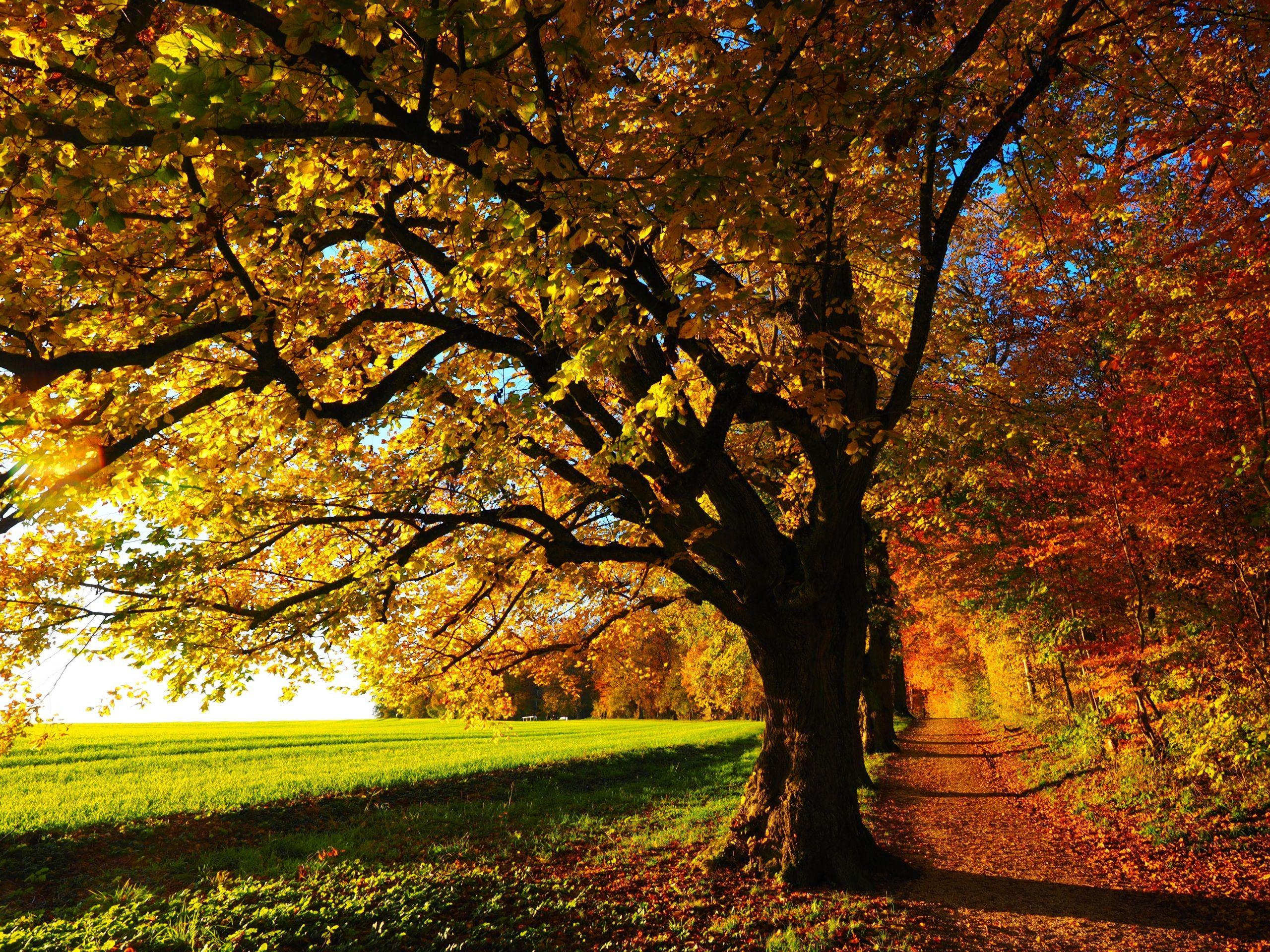 2560x1920 Desktop Wallpaper Trail Nature Autumn Forests Grass Trees 2560x1920