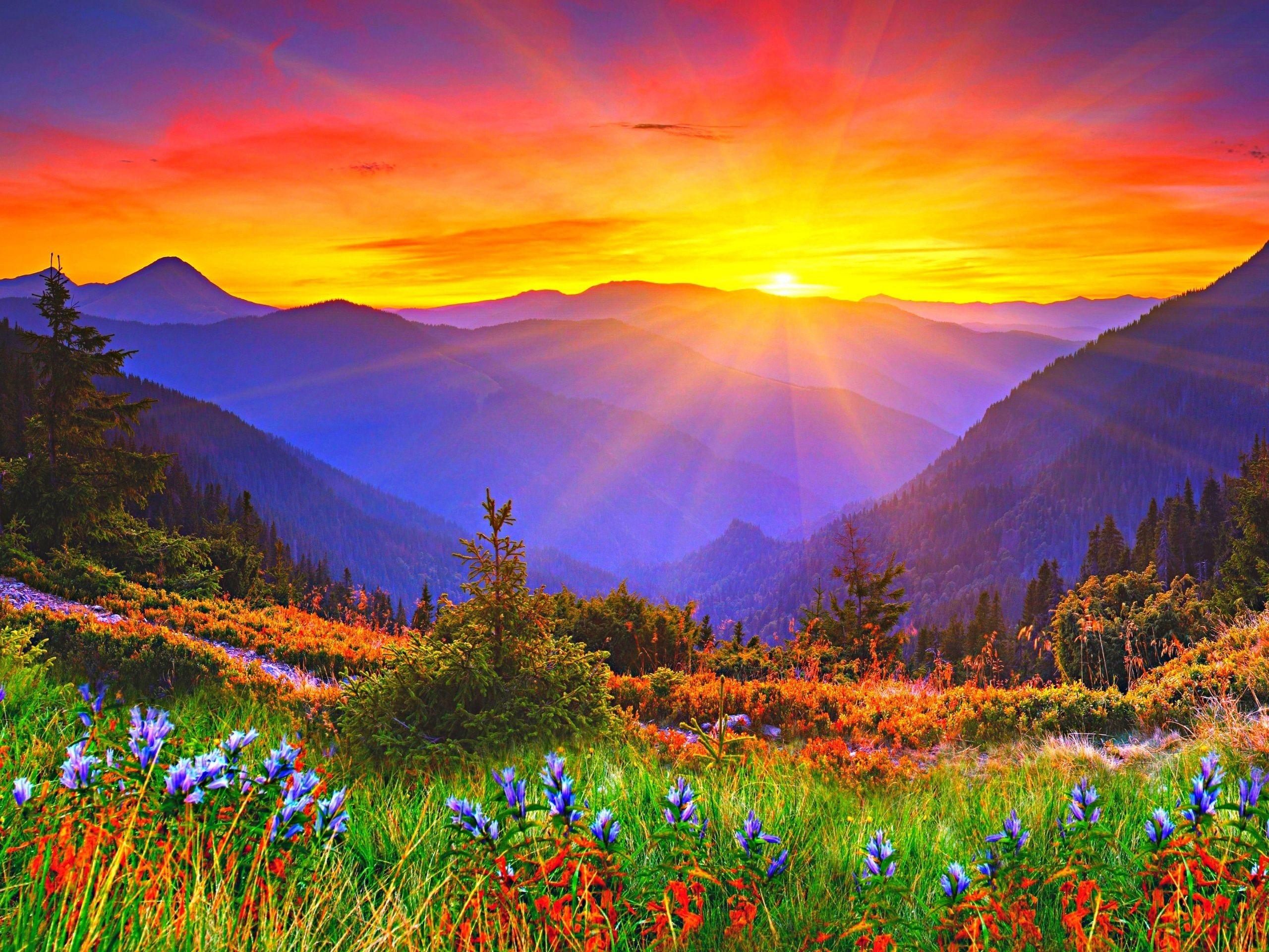 2560x1920 Wallpaper Sunrise, dawn, mountains, grass, flowers 2560x1920 HD
