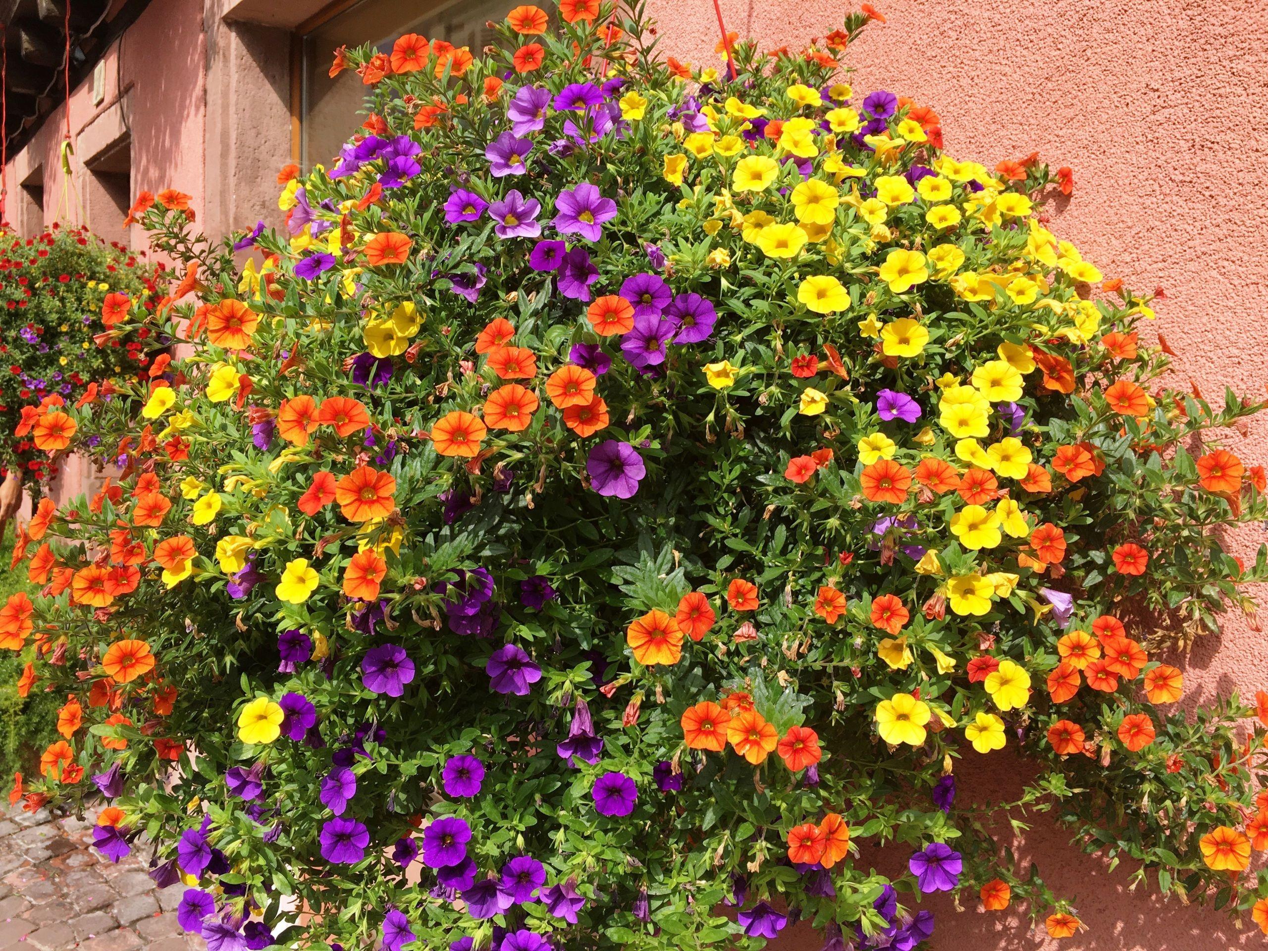 2560x1920 Desktop Wallpaper flower Petunia Many 2560x1920
