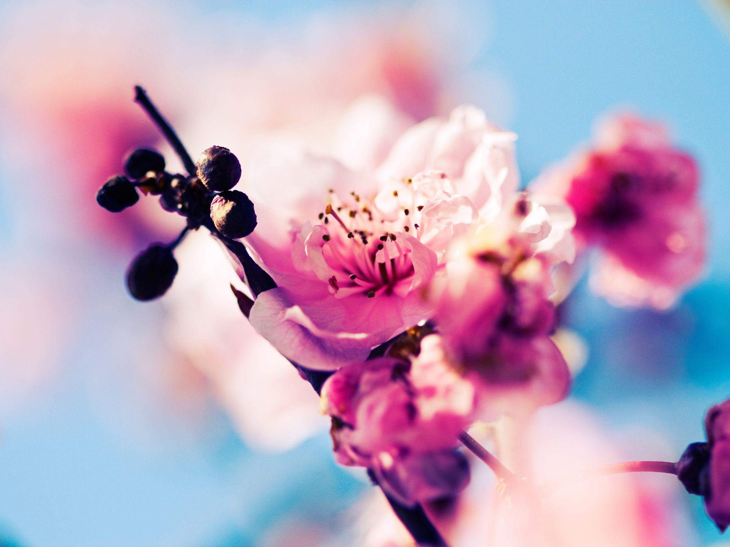 2560x1920 Flower Wallpaper For Chrome