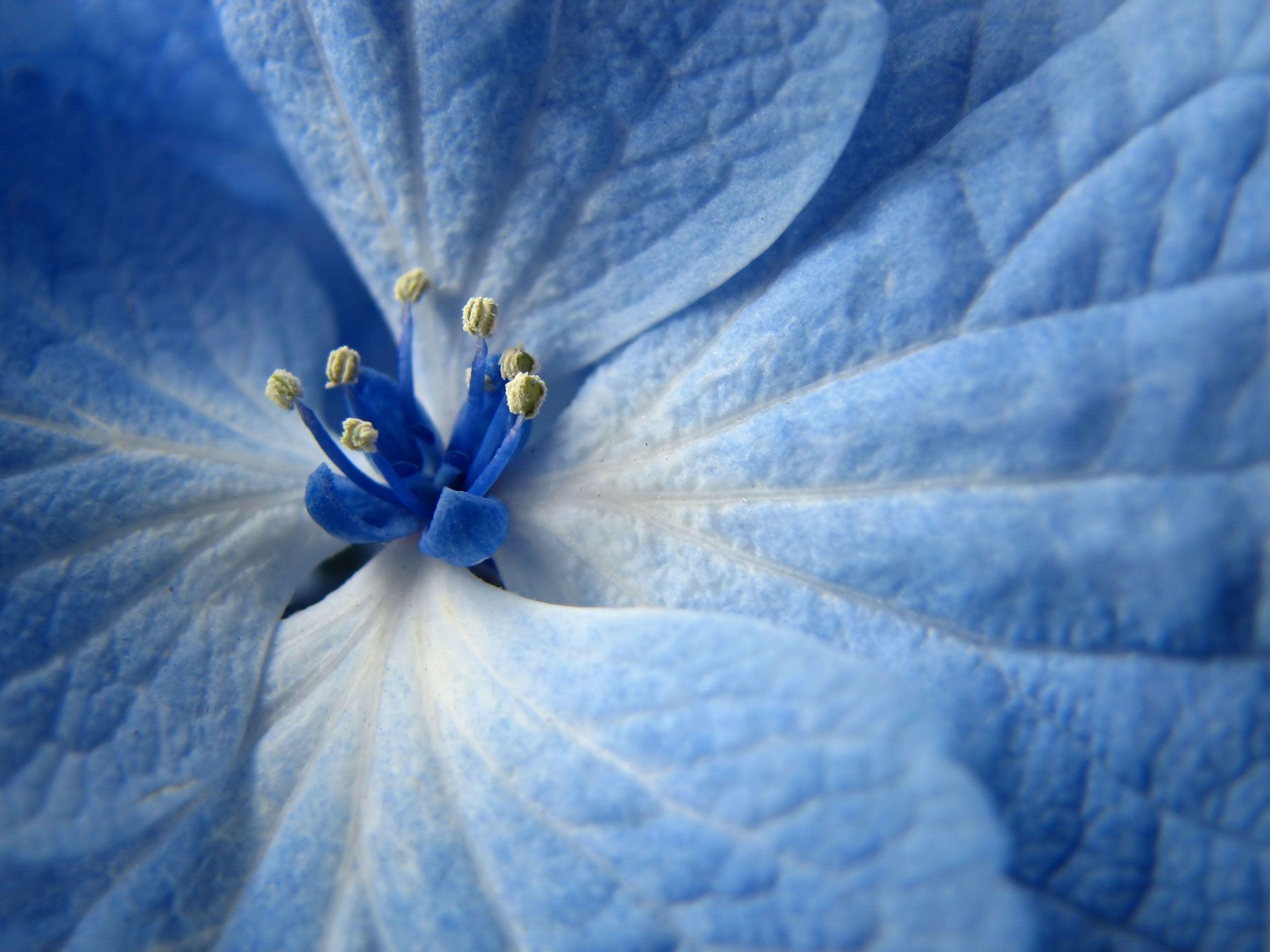 2560x1920 Free download Blue Flower Wallpaper HD Wallpaper [2560x1920]
