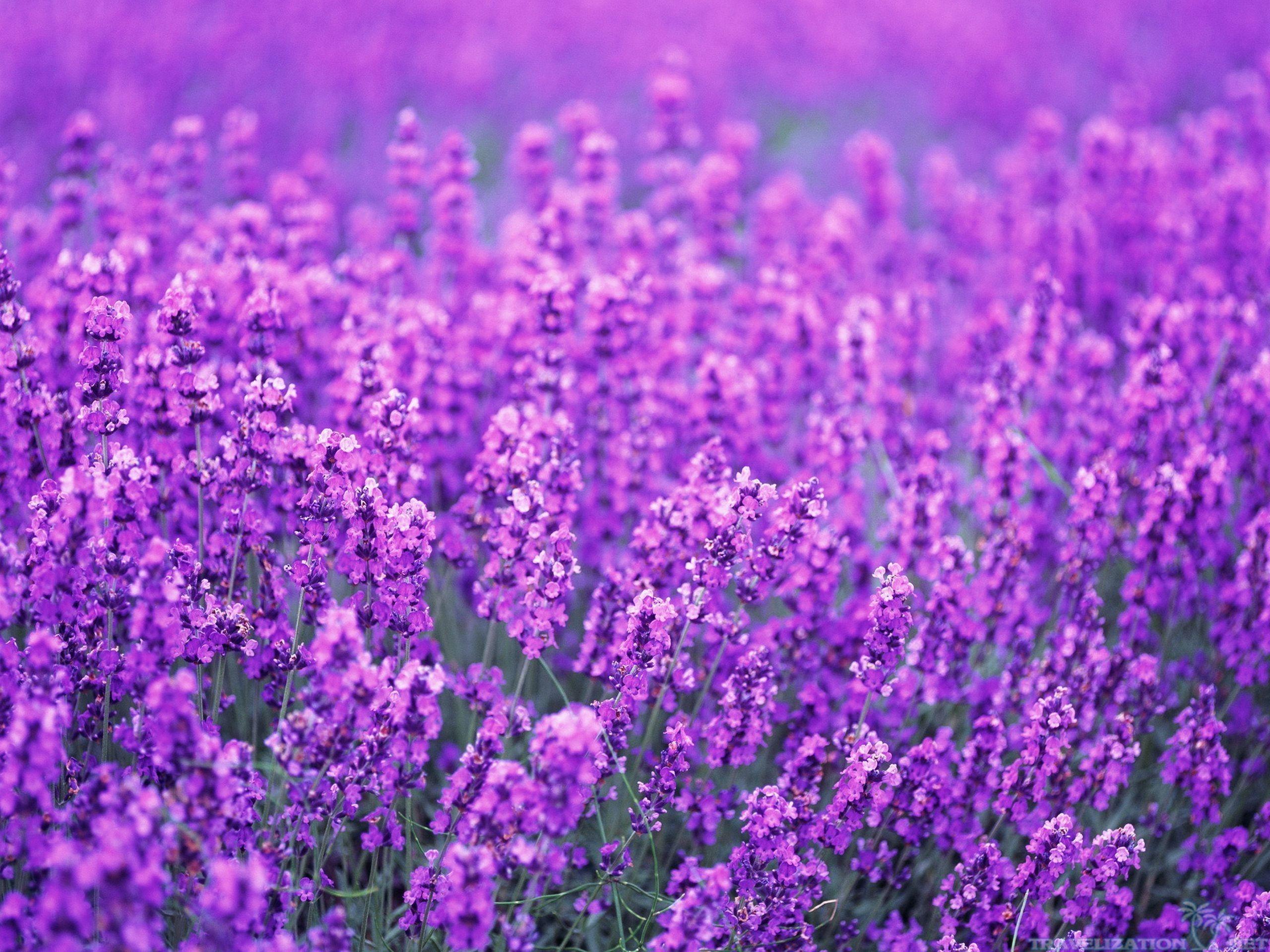 2560x1920 2560x Lavender 4k Lavender Background Lavender