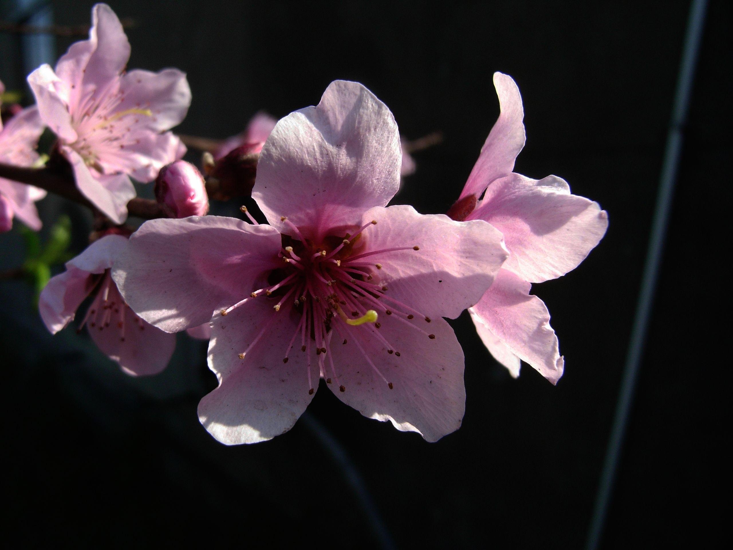 2560x1920 Flowers desktop PC and Mac wallpaper