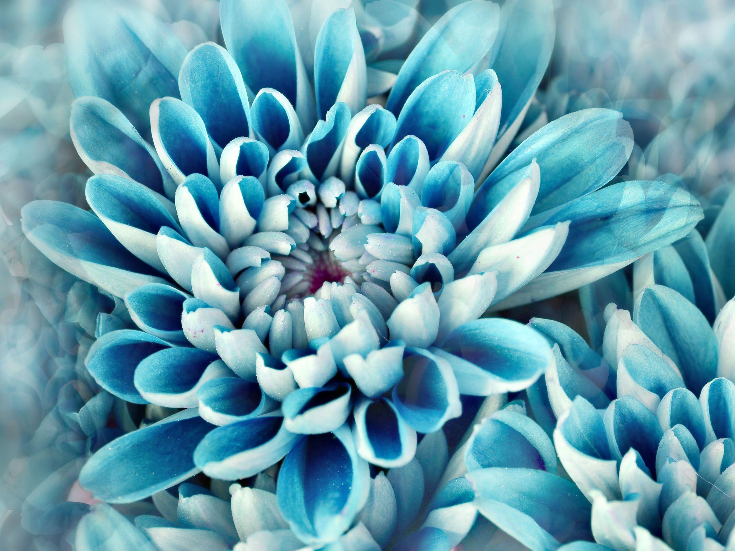 Blue Dahlia Wallpapers Top Free Blue Dahlia Backgrounds Wallpaperaccess