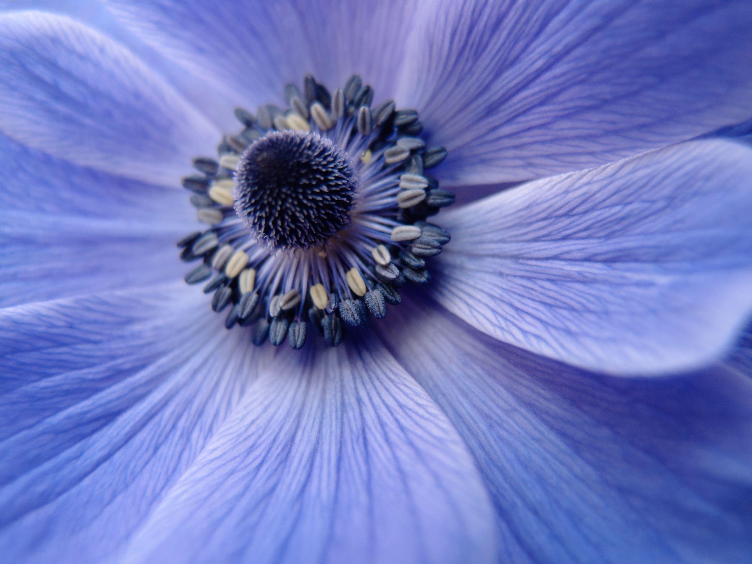 2560x1920 Download wallpaper 2560x1920 flower, close up, petals, pollen HD