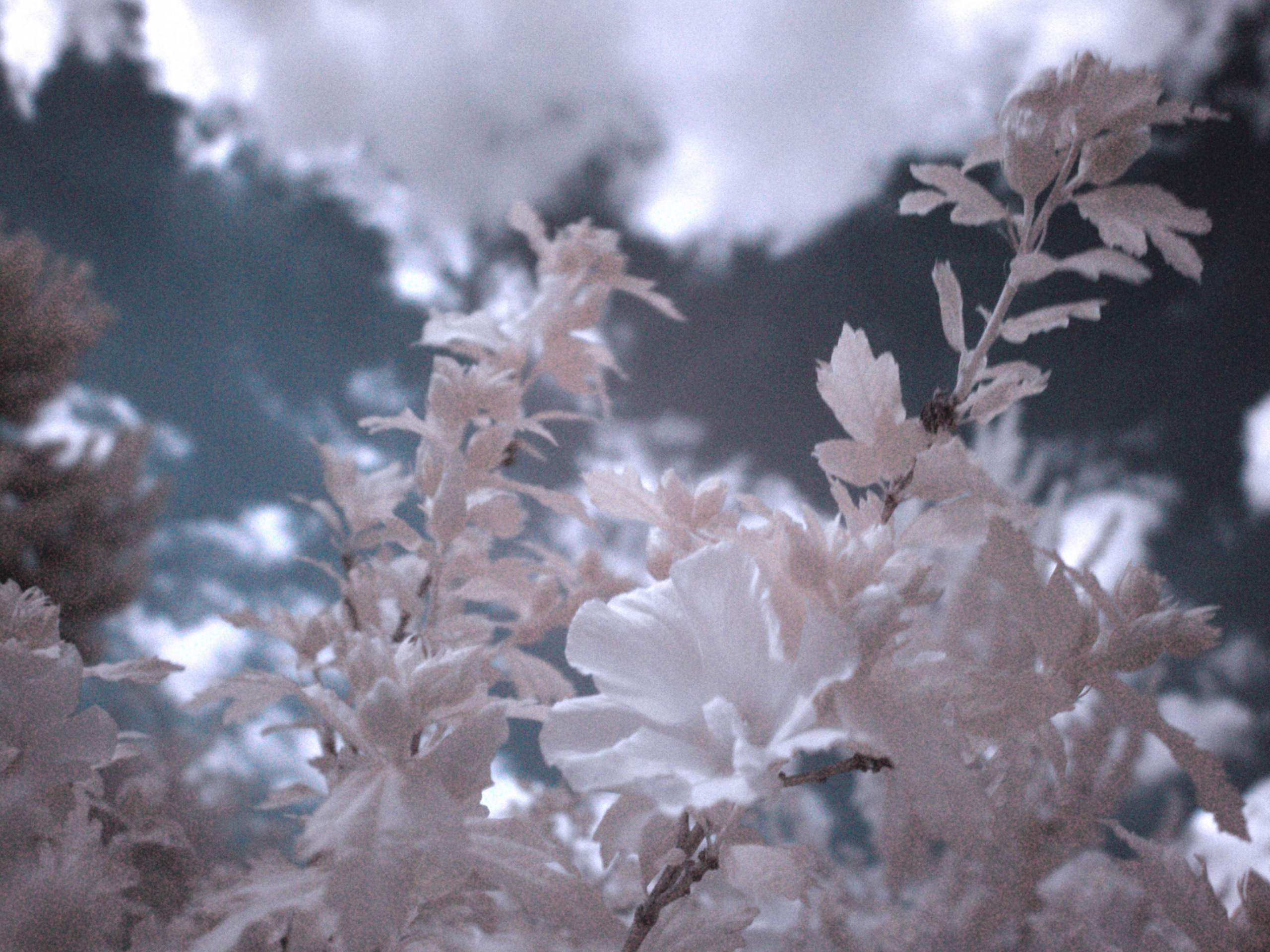 2560x1920 Infrared Flowers desktop PC and Mac wallpaper