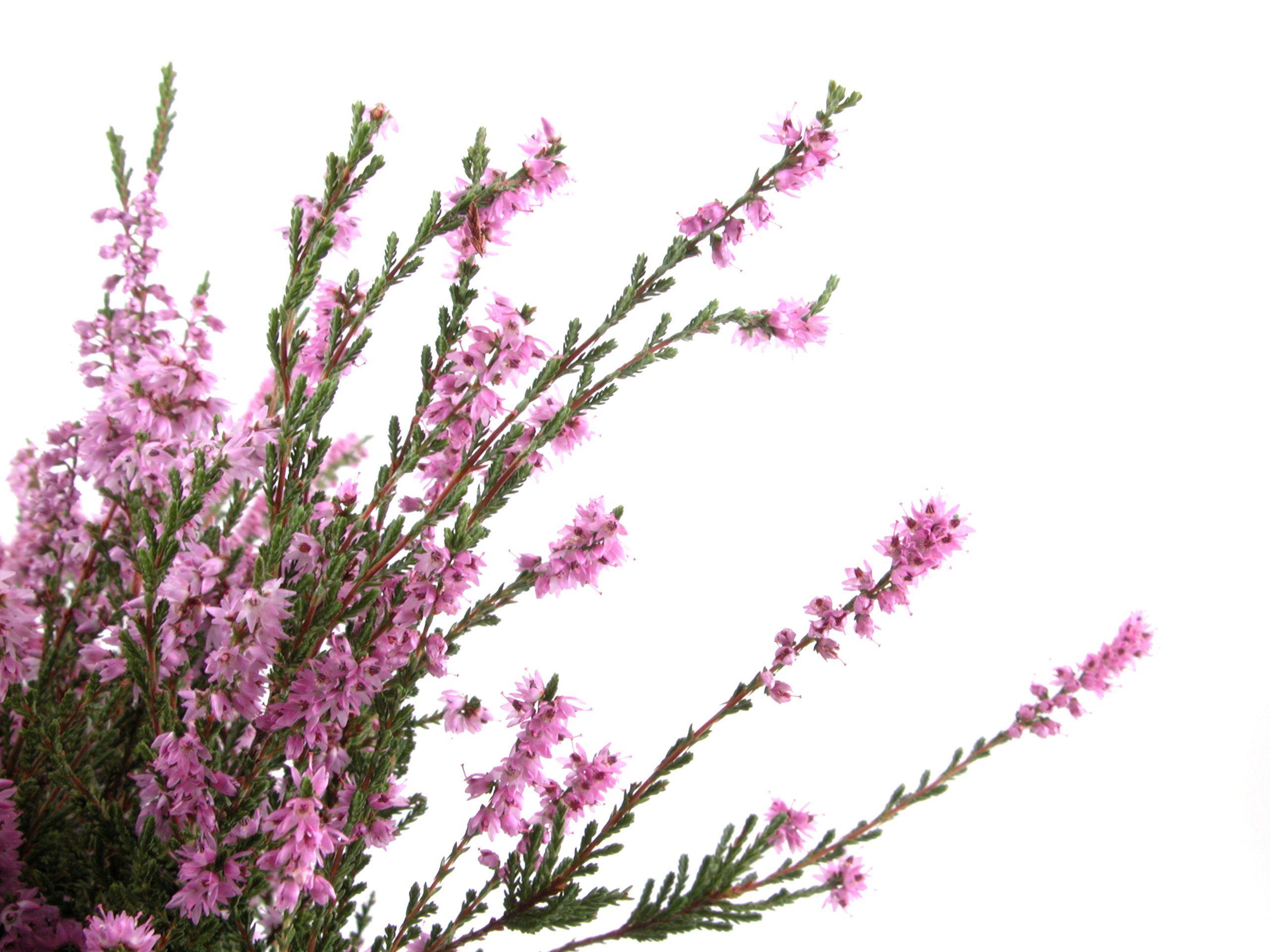 2560x1920 Heather flower wallpaperx1920. Heather flower