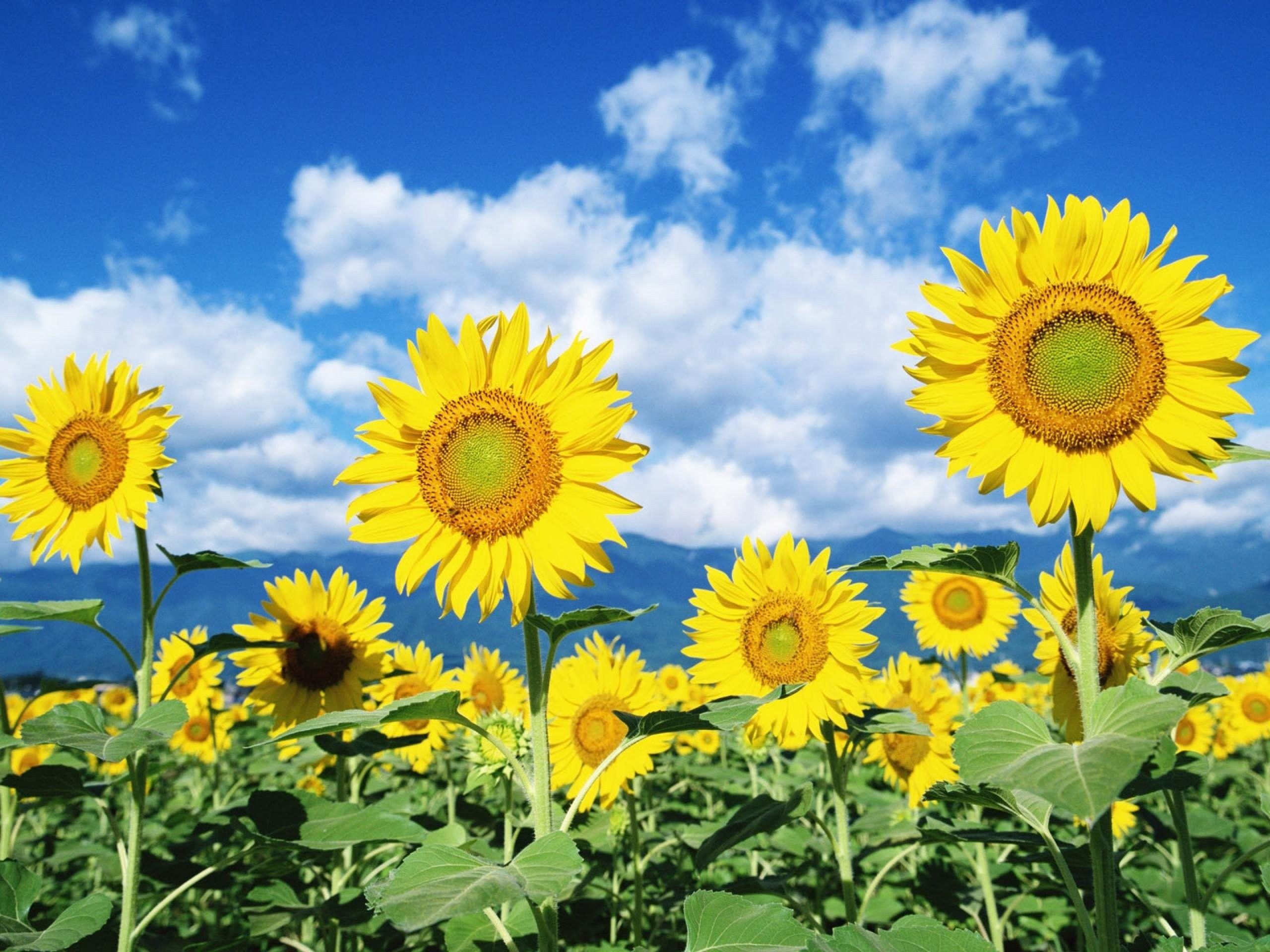 2560x1920 Sunflowers, Picture, Flower Field, Plants, Leaf, free, Flowers