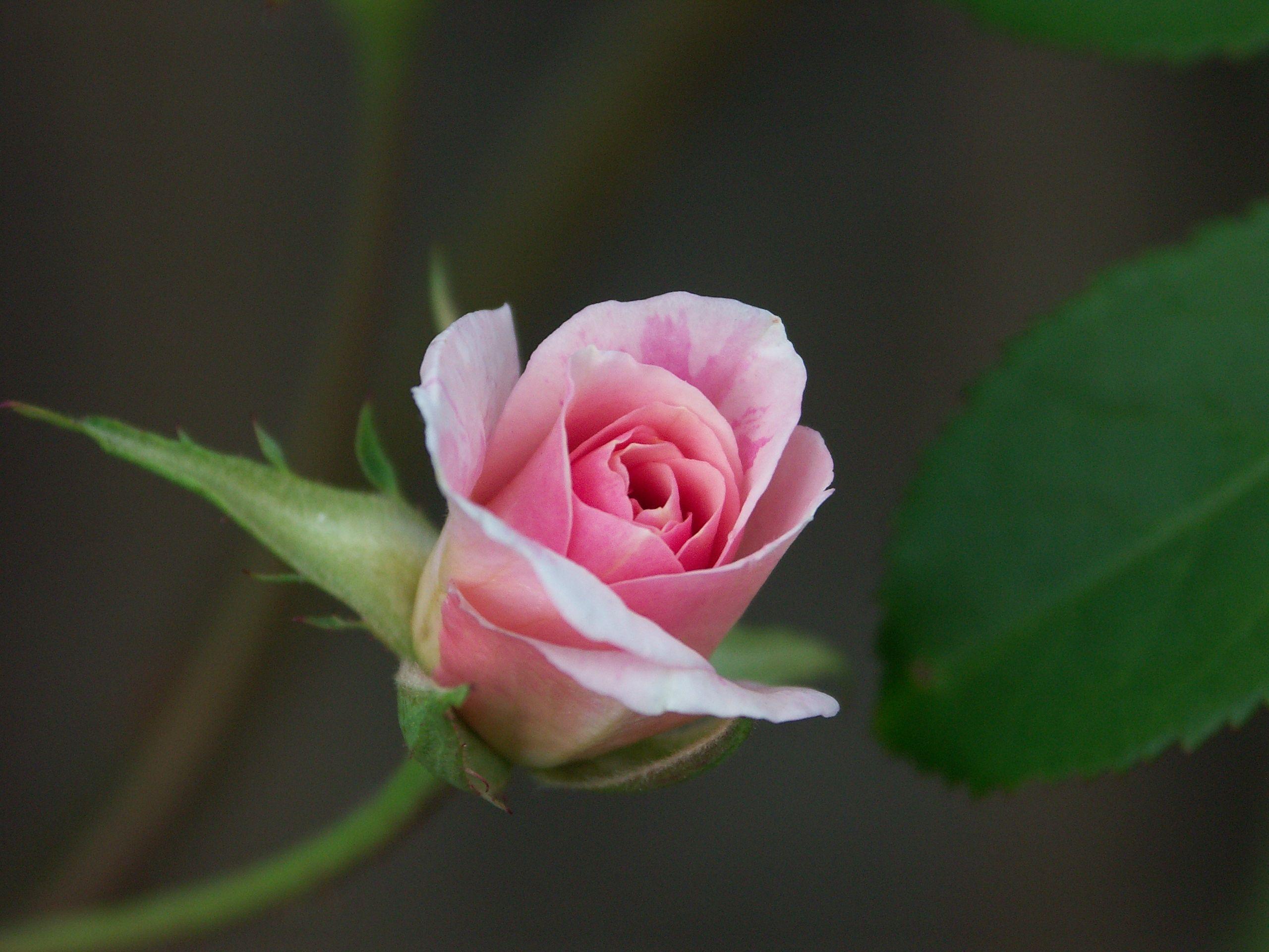 2560x1920 Flowers Roses Pink Flowers Pink Rose Rose Pink
