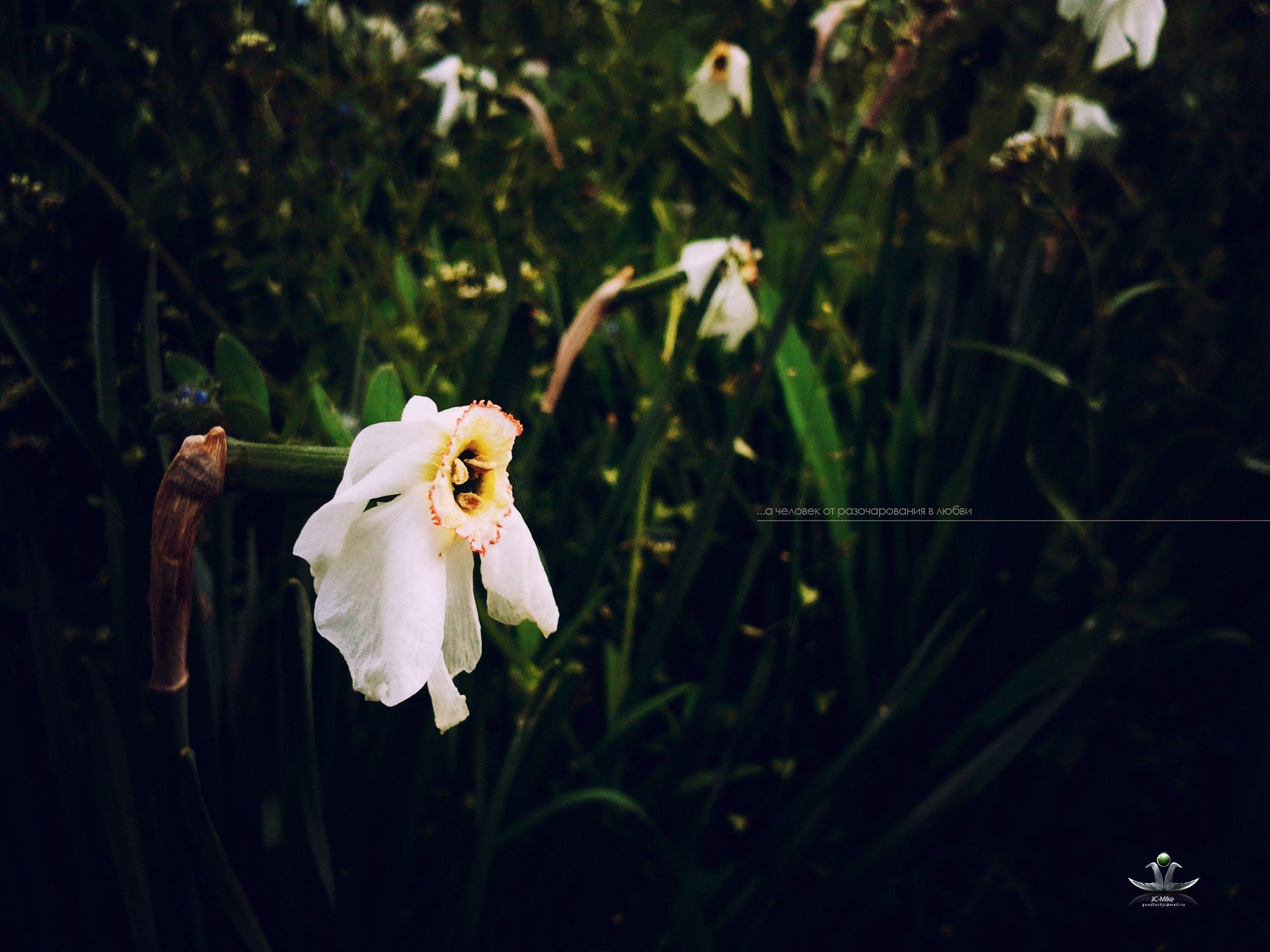 2560x1920 Wallpaper Lovely, Love, jcmike, Michael, Beautiful Flower
