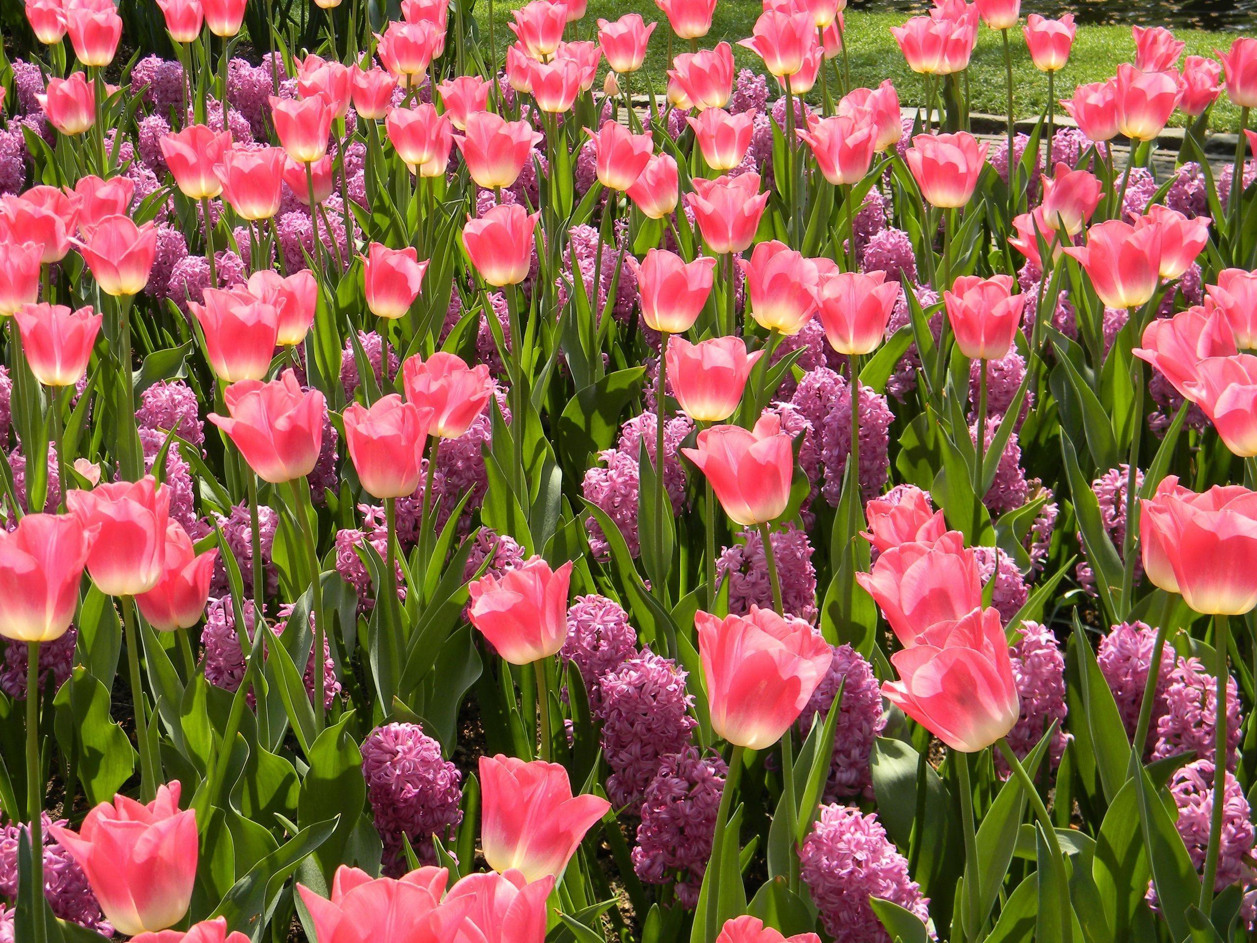 2560x1920 Desktop Wallpaper tulip Pink color Flowers 2560x1920