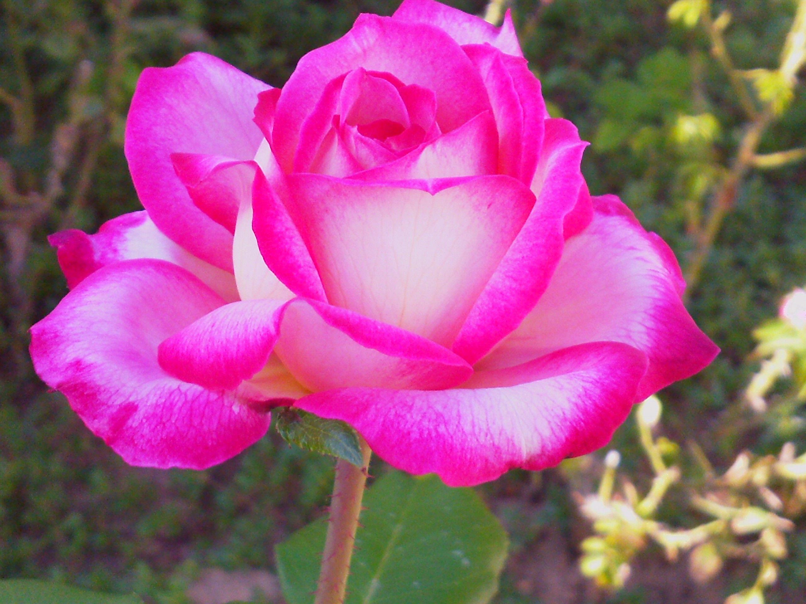 2560x1920 Free download Fuschia Flower Wallpaper [2560x1920]