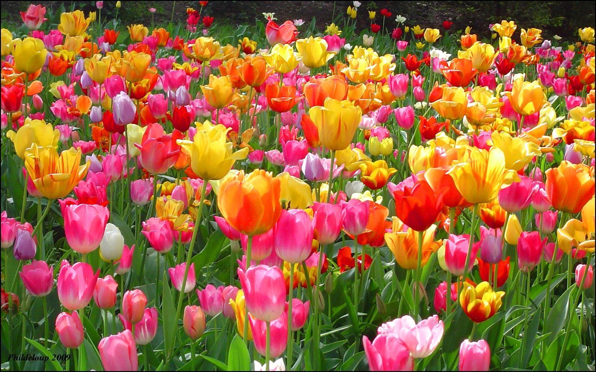 Tulip Garden Wallpapers - Top Free Tulip Garden Backgrounds -  WallpaperAccess