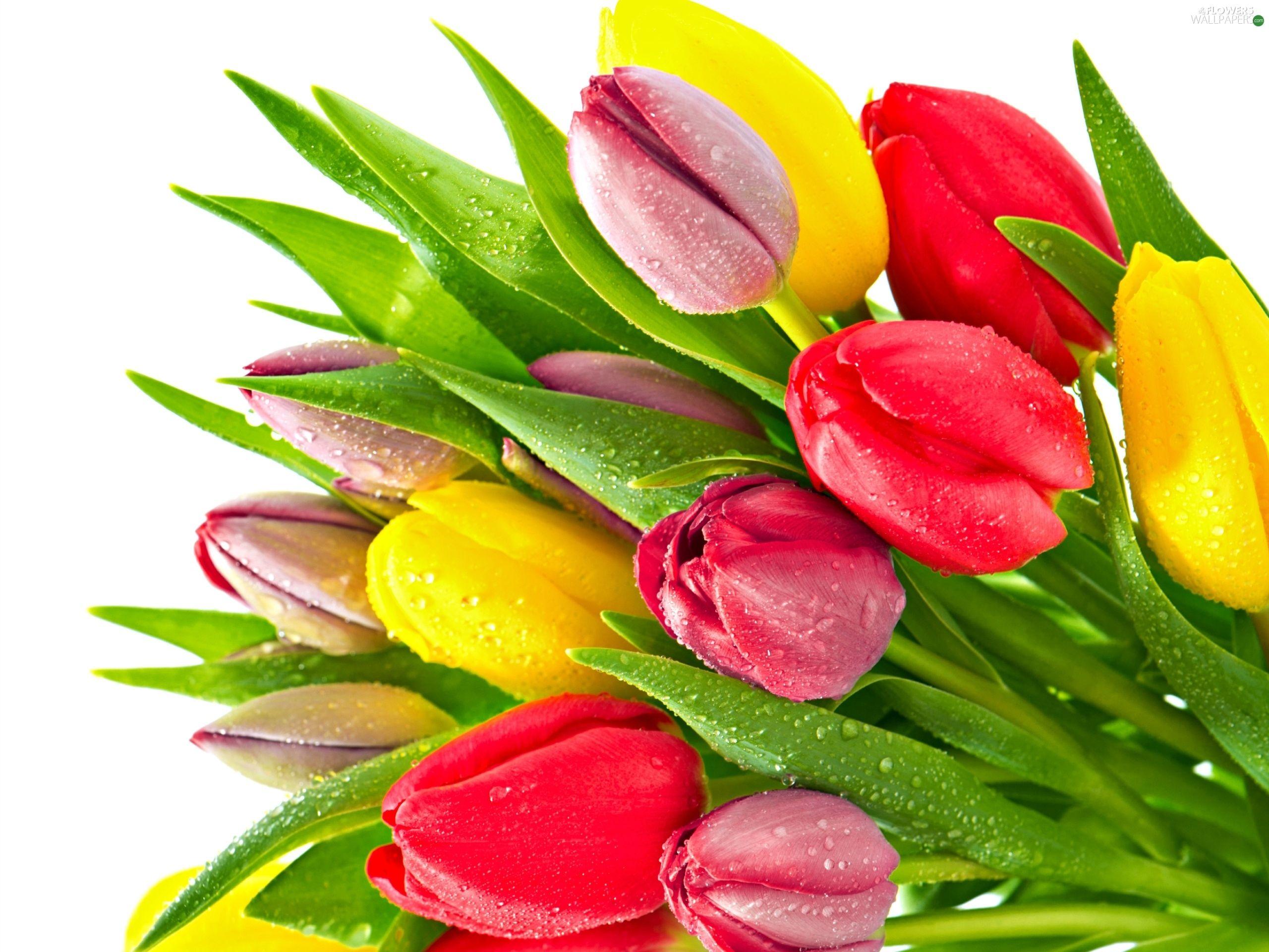 2560x1920 color, drops, Rosy, Tulips wallpaper: 2560x1920
