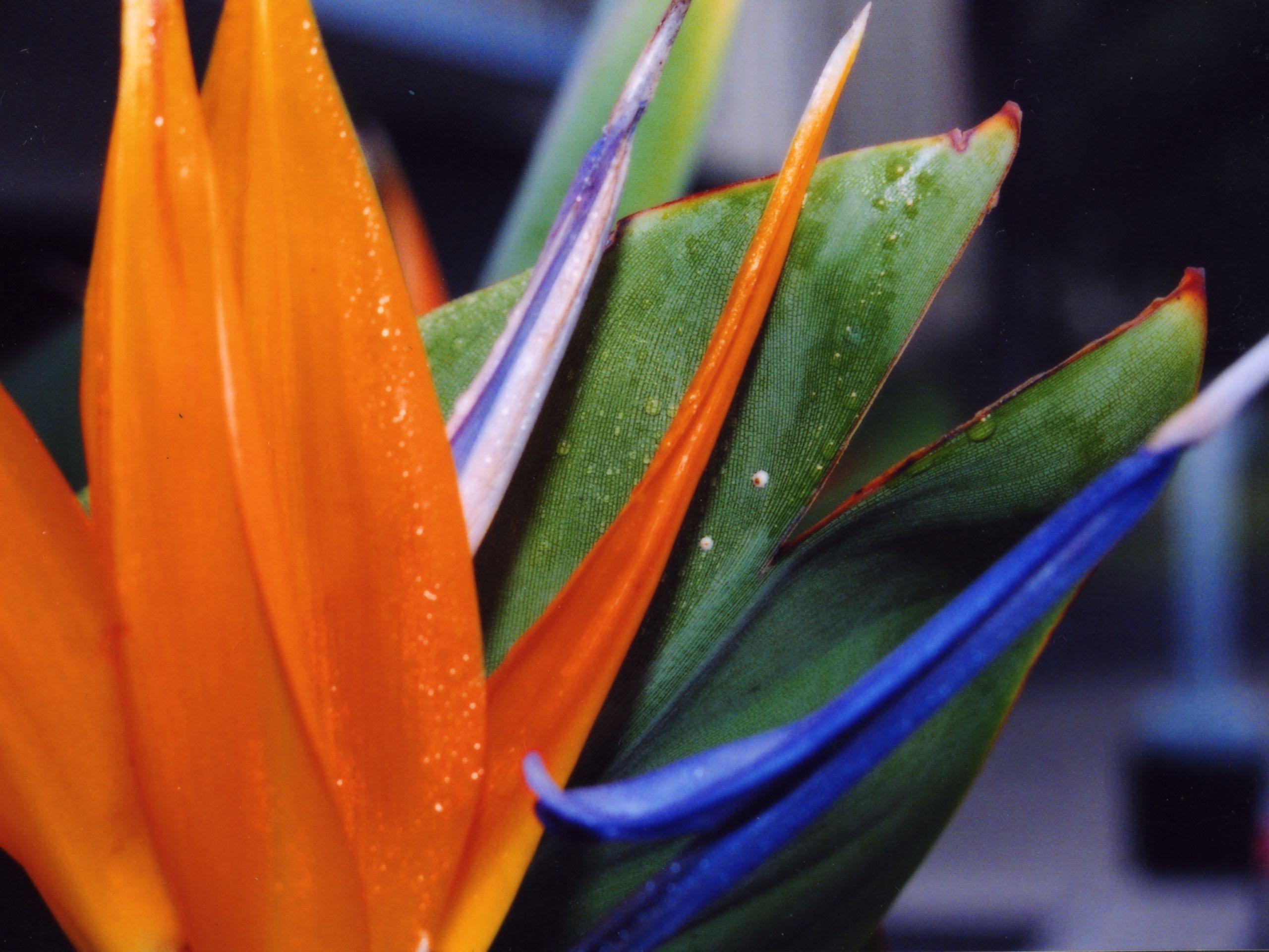 2560x1920 Bird of Paradise Flower Wallpaper