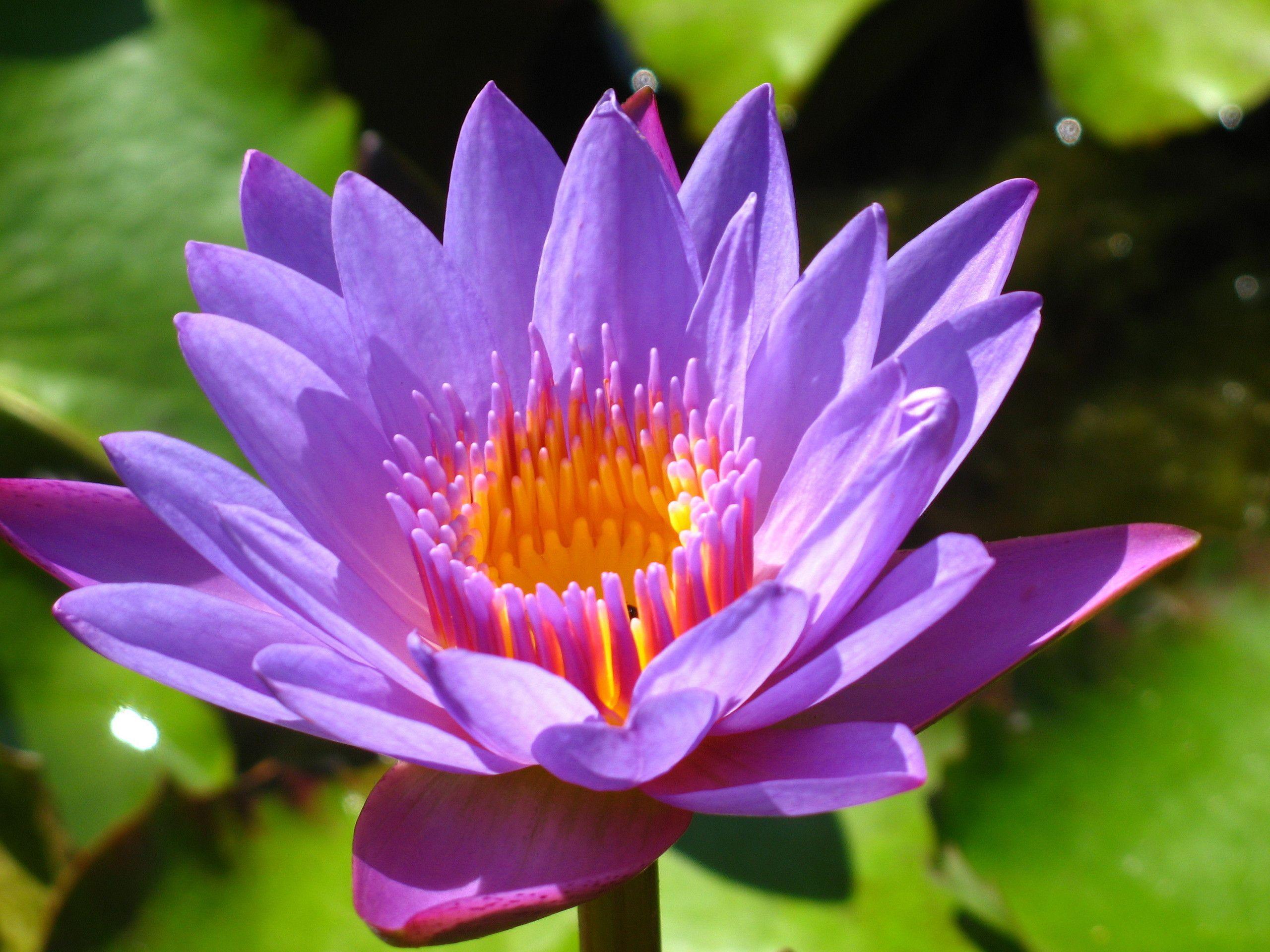 2560x1920 Download Purple Lotus Flower Wallpaper High Definition