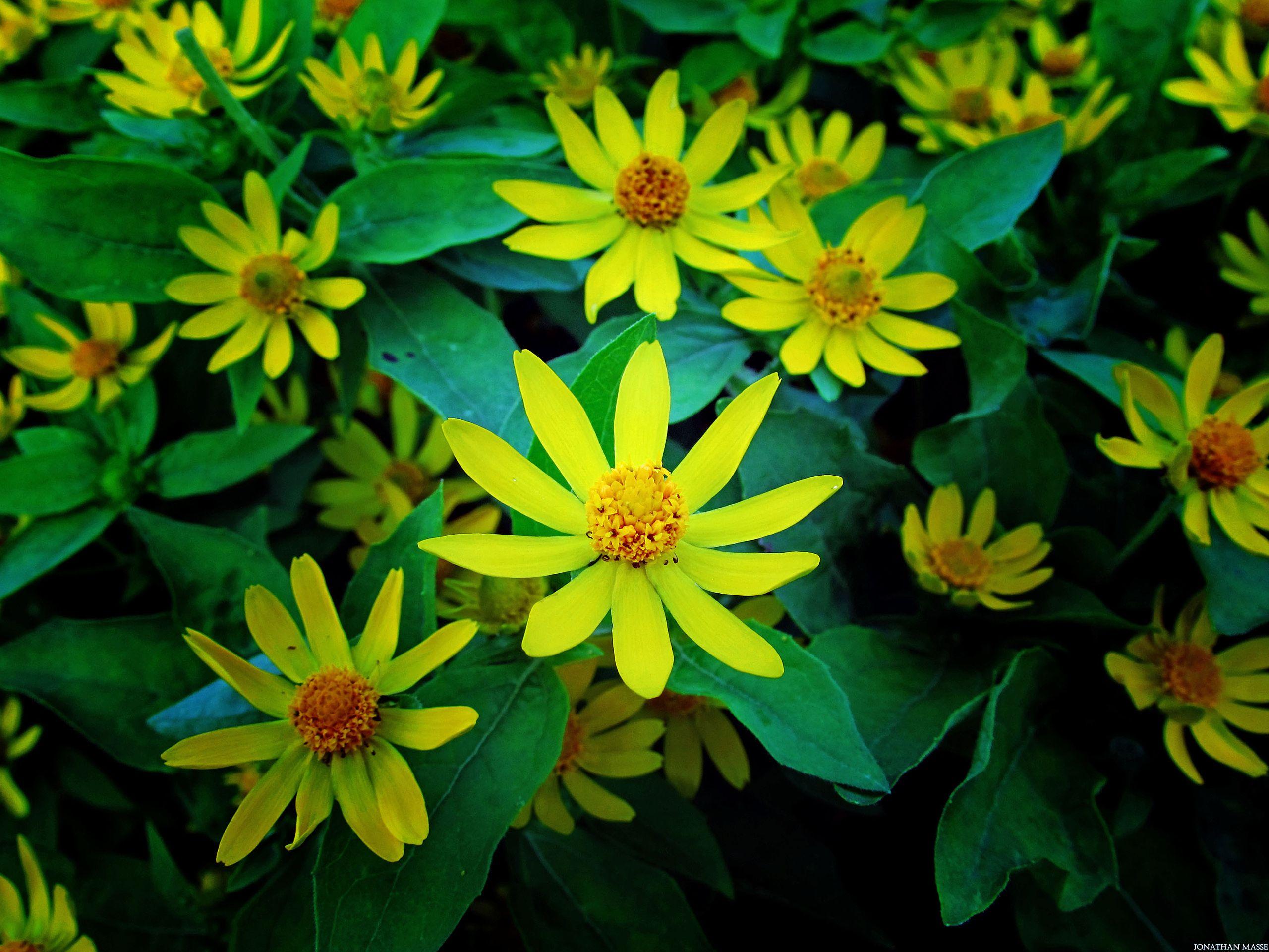 2560x1920 Yellow flowers desktop PC and Mac wallpaper