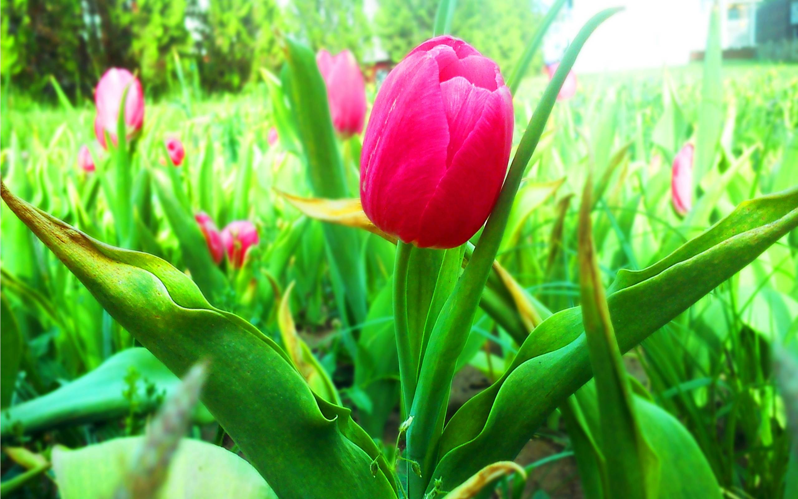 2560x1600 Tulip Garden Wallpaper & Background Download