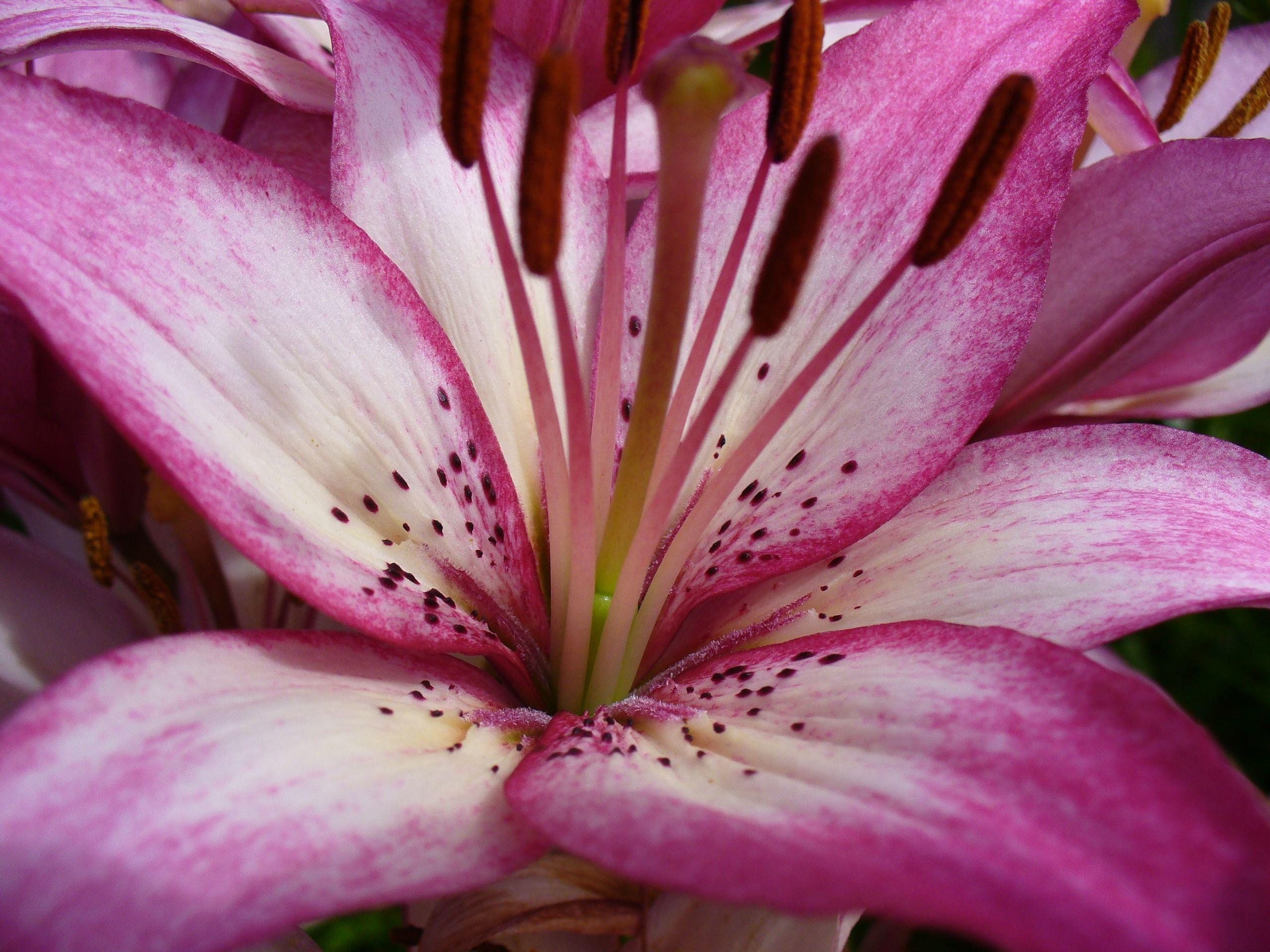 2560x1920 Tiger Lily Flower wallpaperx1920