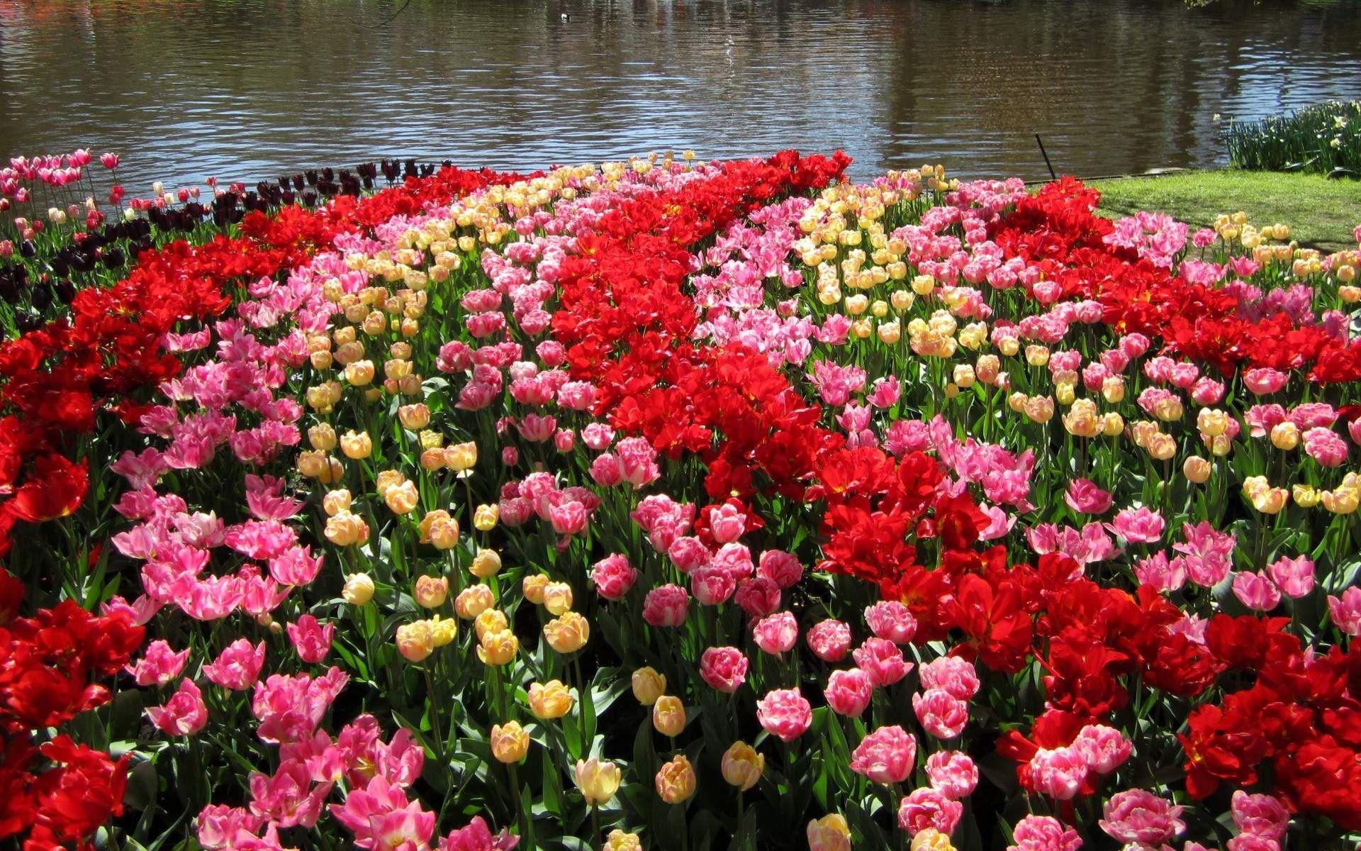 Tulip Garden Wallpapers - Top Free Tulip Garden Backgrounds