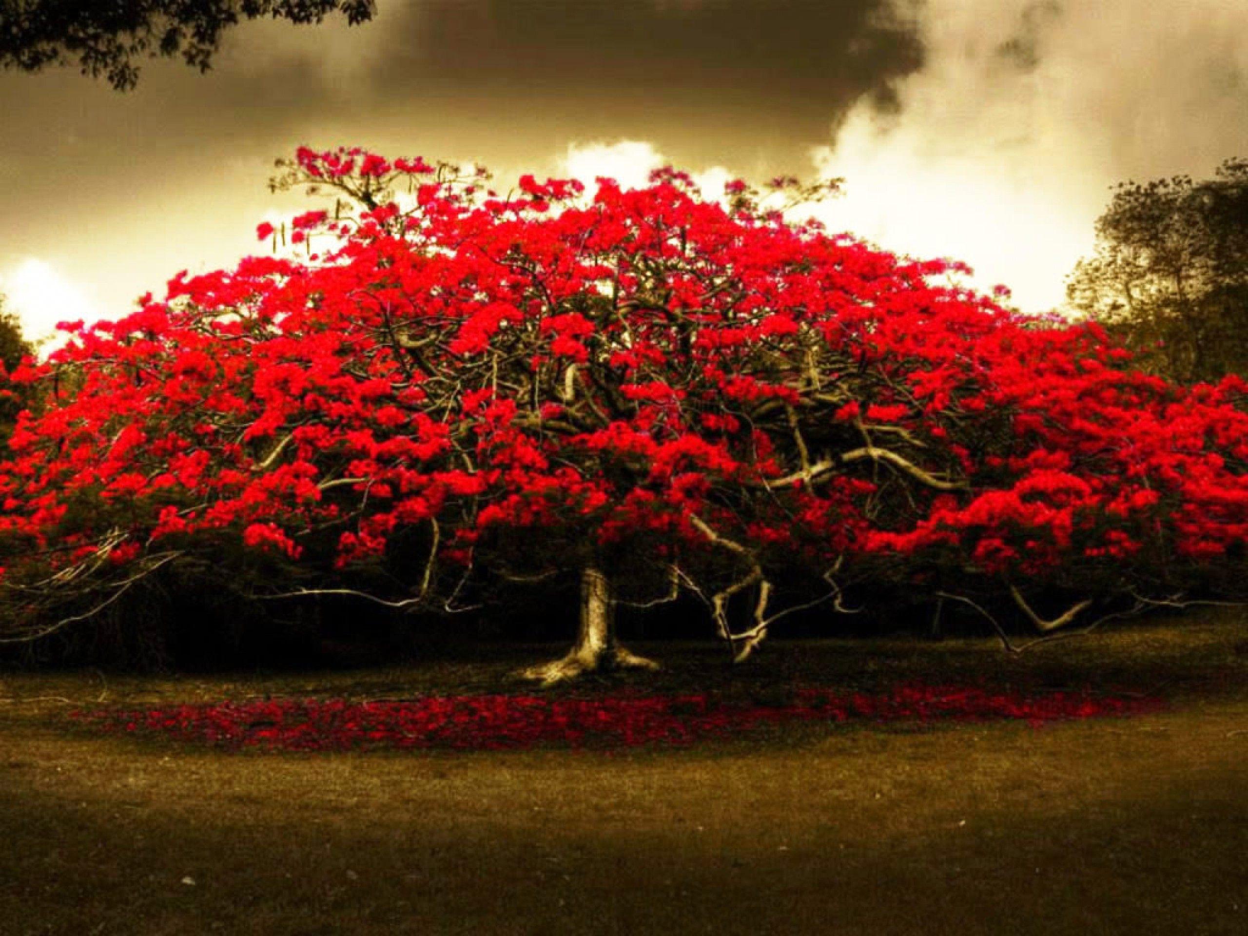 2560x1920 Red Flowers Tree Wide HD Wallpaper Tree Wallpaper Hd, HD