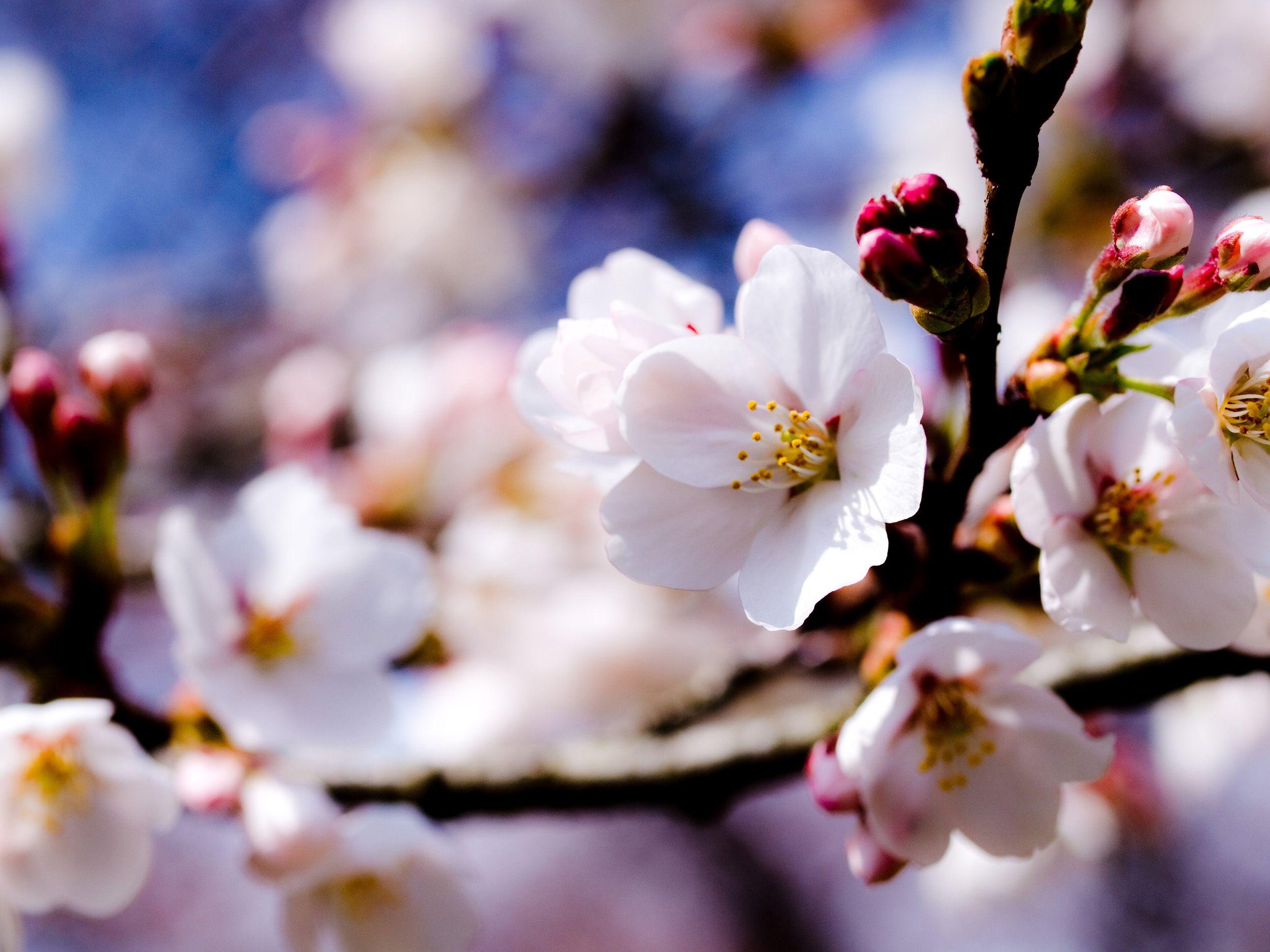 2560x1920 Wallpaper Apple tree white flowers spring 2560x1920 HD Picture, Image