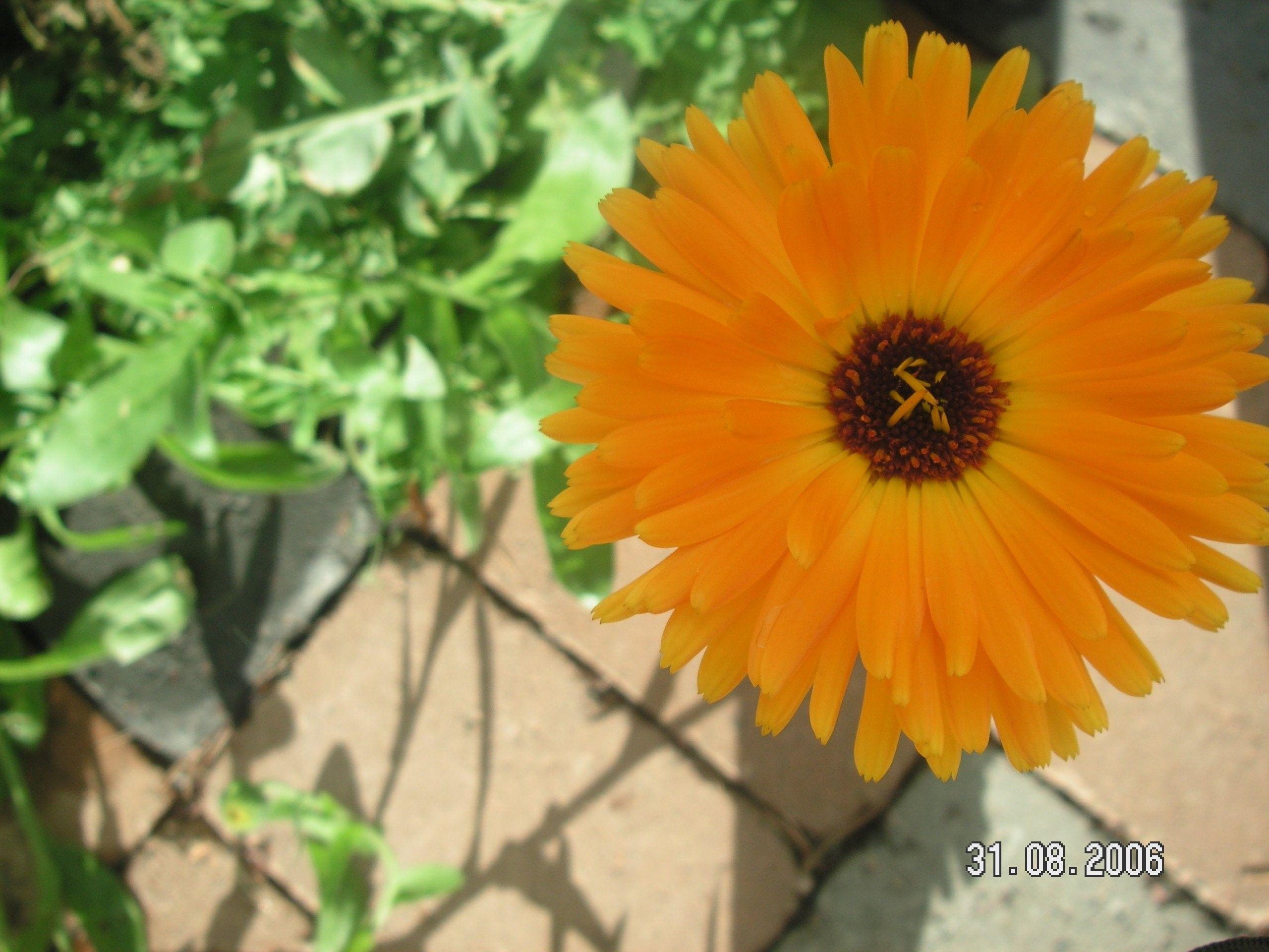 2560x1920 Flower Wallpaper HD, Floralfree, flowers, 1080p, Orange, Flowers