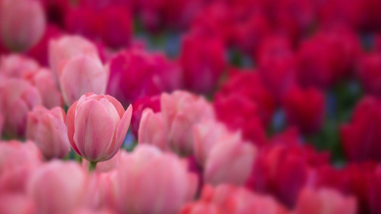 1280x720 Wallpaper Tulips, Garden, 4K, 8K, Flowers
