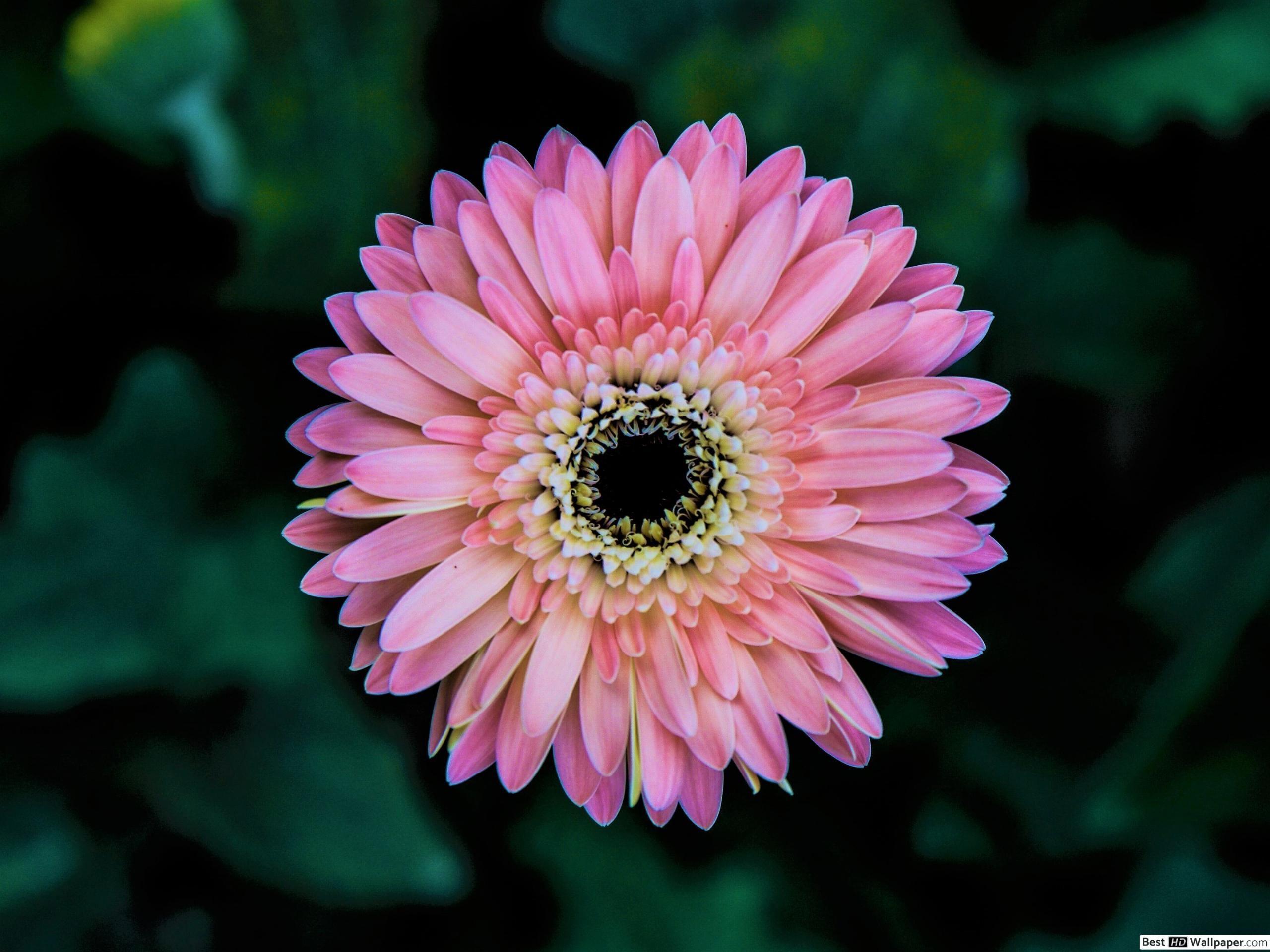 2560x1920 Pink Gerbera Flower HD wallpaper download